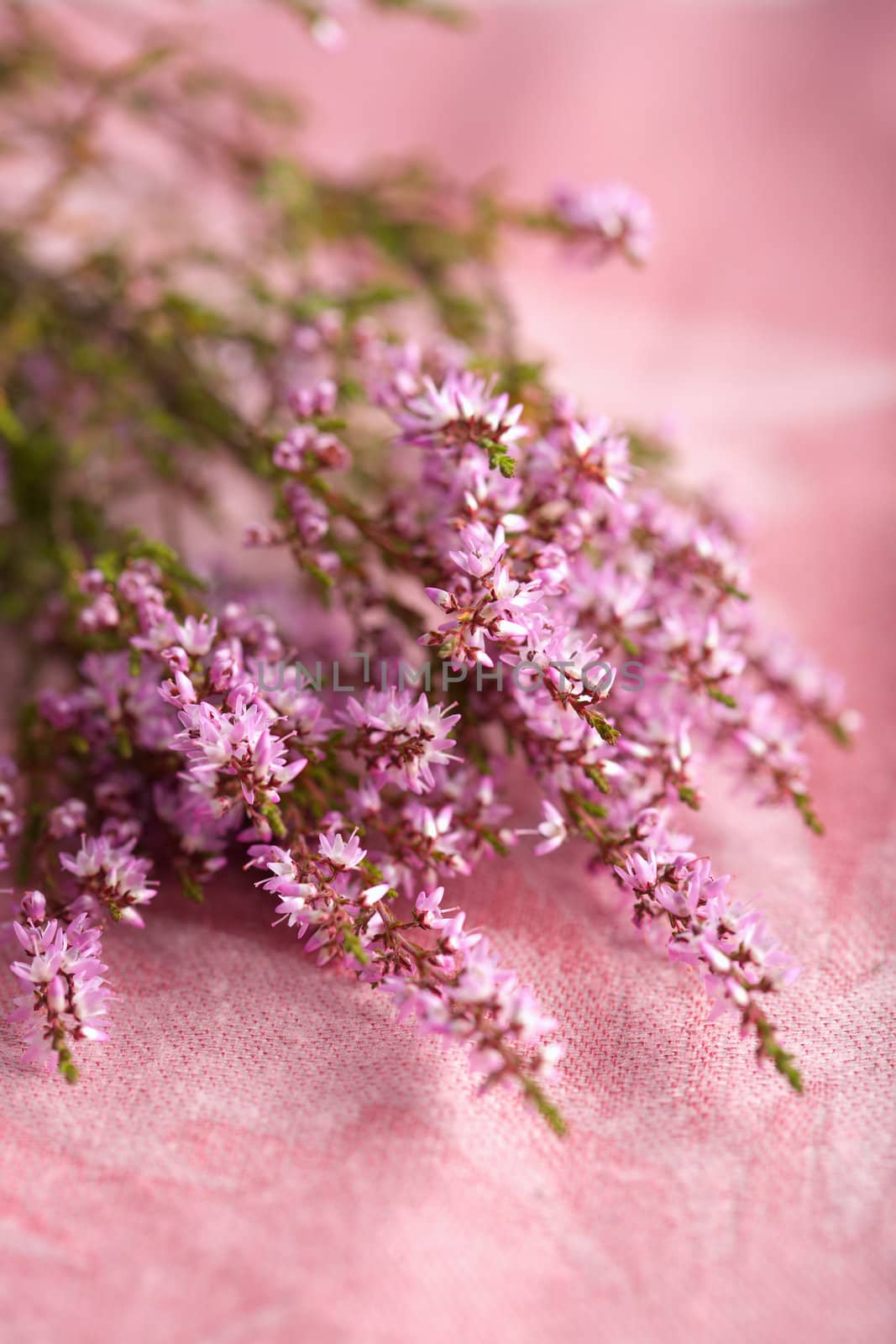 bouquet of heather flowers over pink background