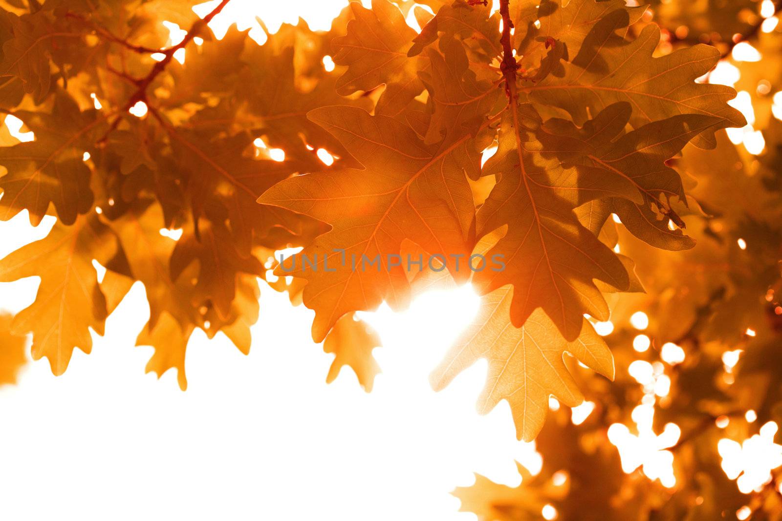 frame of autumn leaves isolated