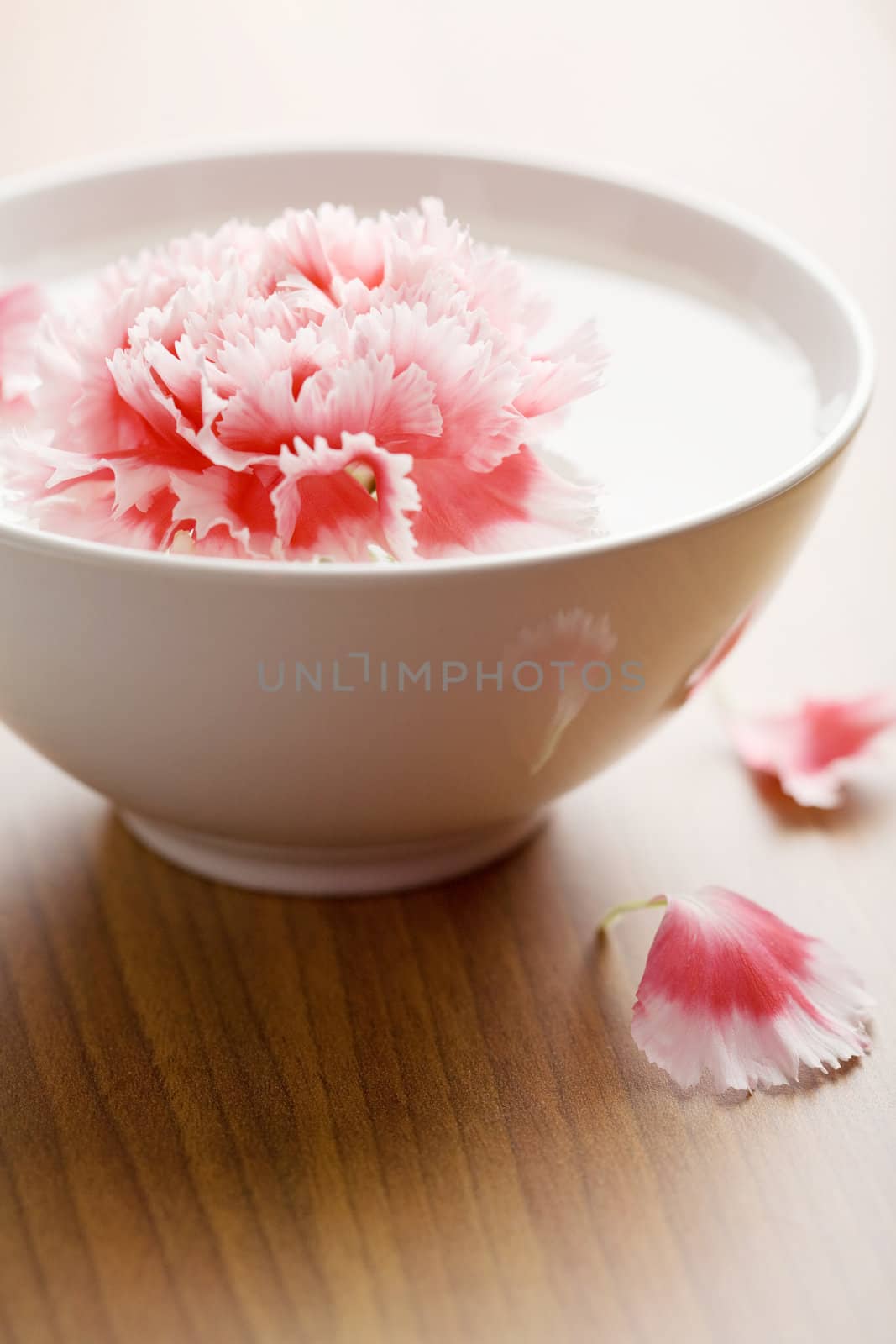 flower floating in white bowl. spa background