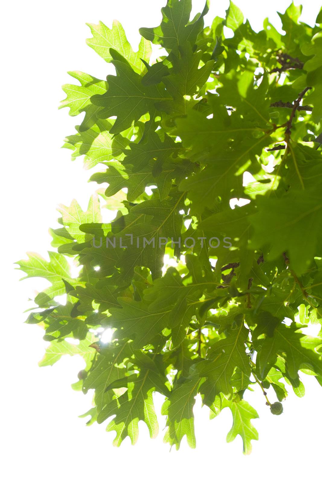 oak leaves isolated