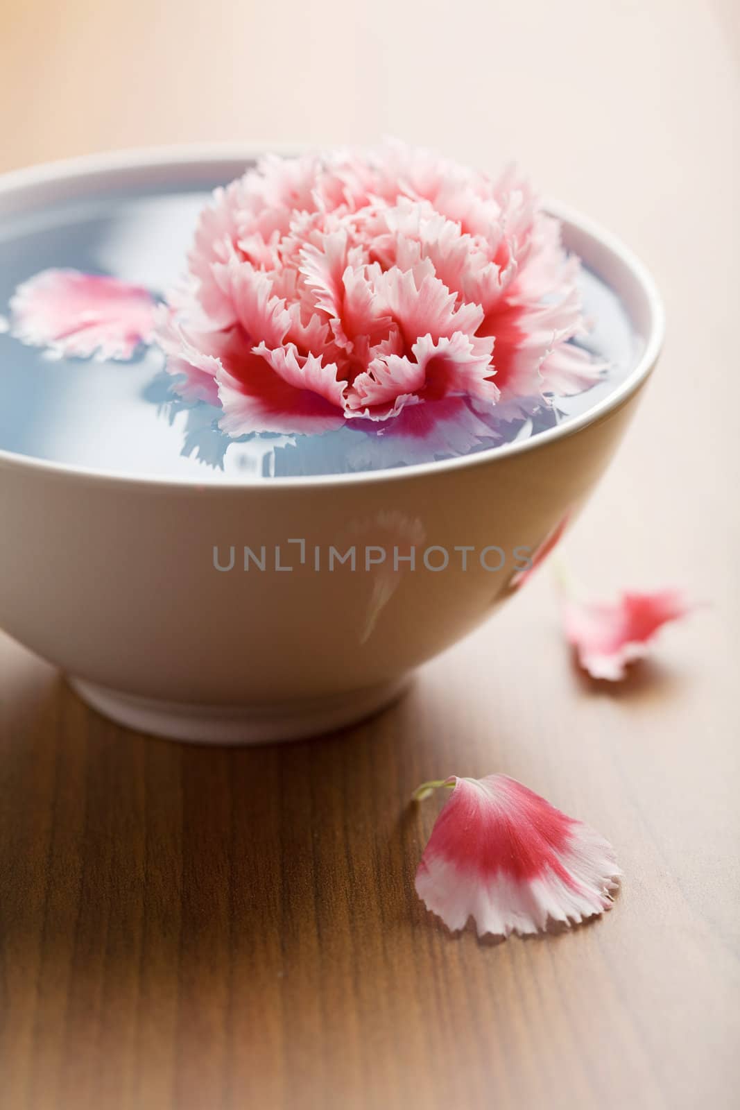 flower floating in white bowl. spa background