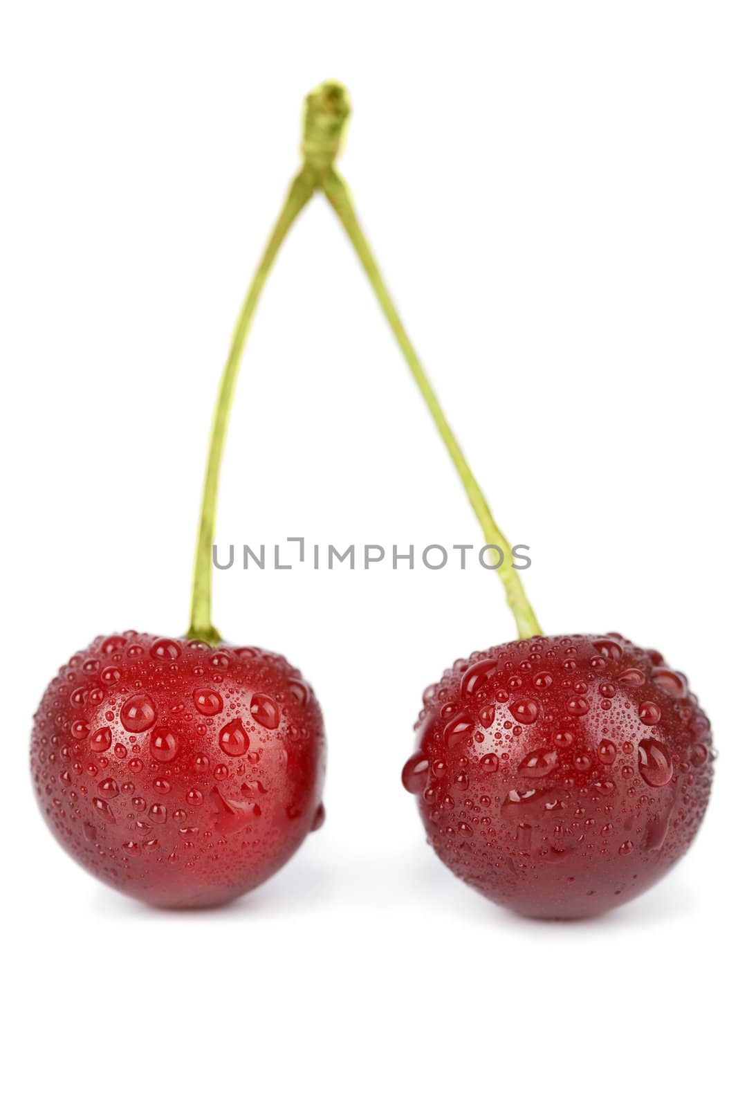 fresh cherries with water droplets isolated