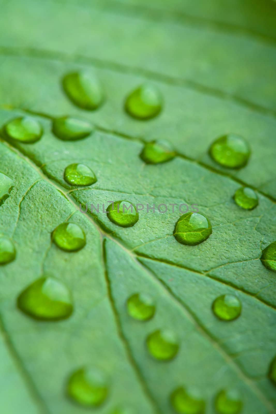 fresh green leaf with water droplets