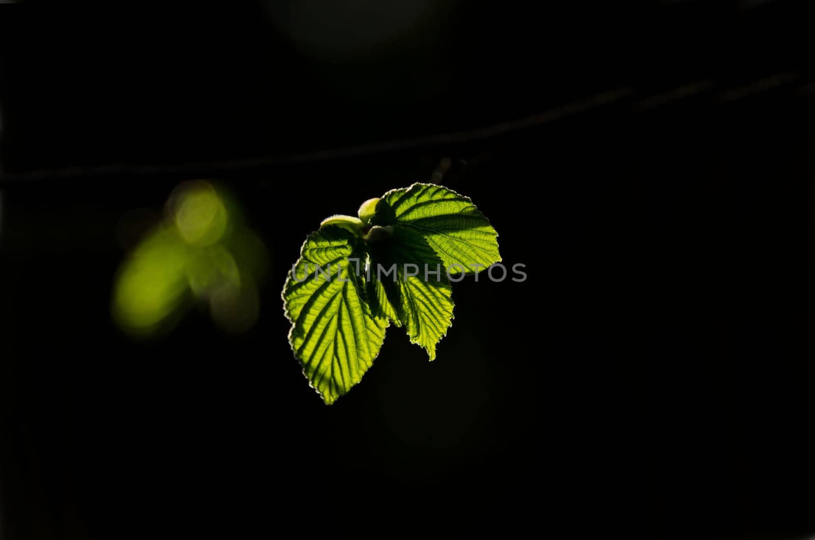 charm leaf in spring