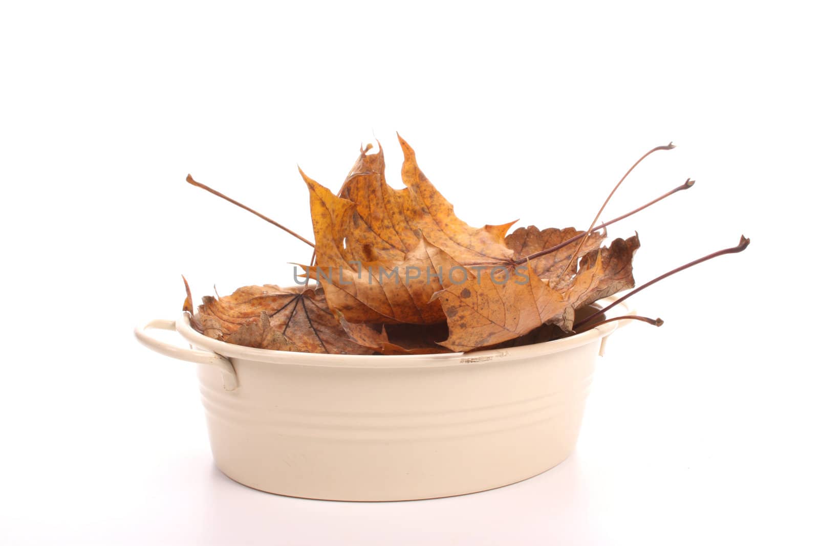 A pile of colored autumn leaves on a white background