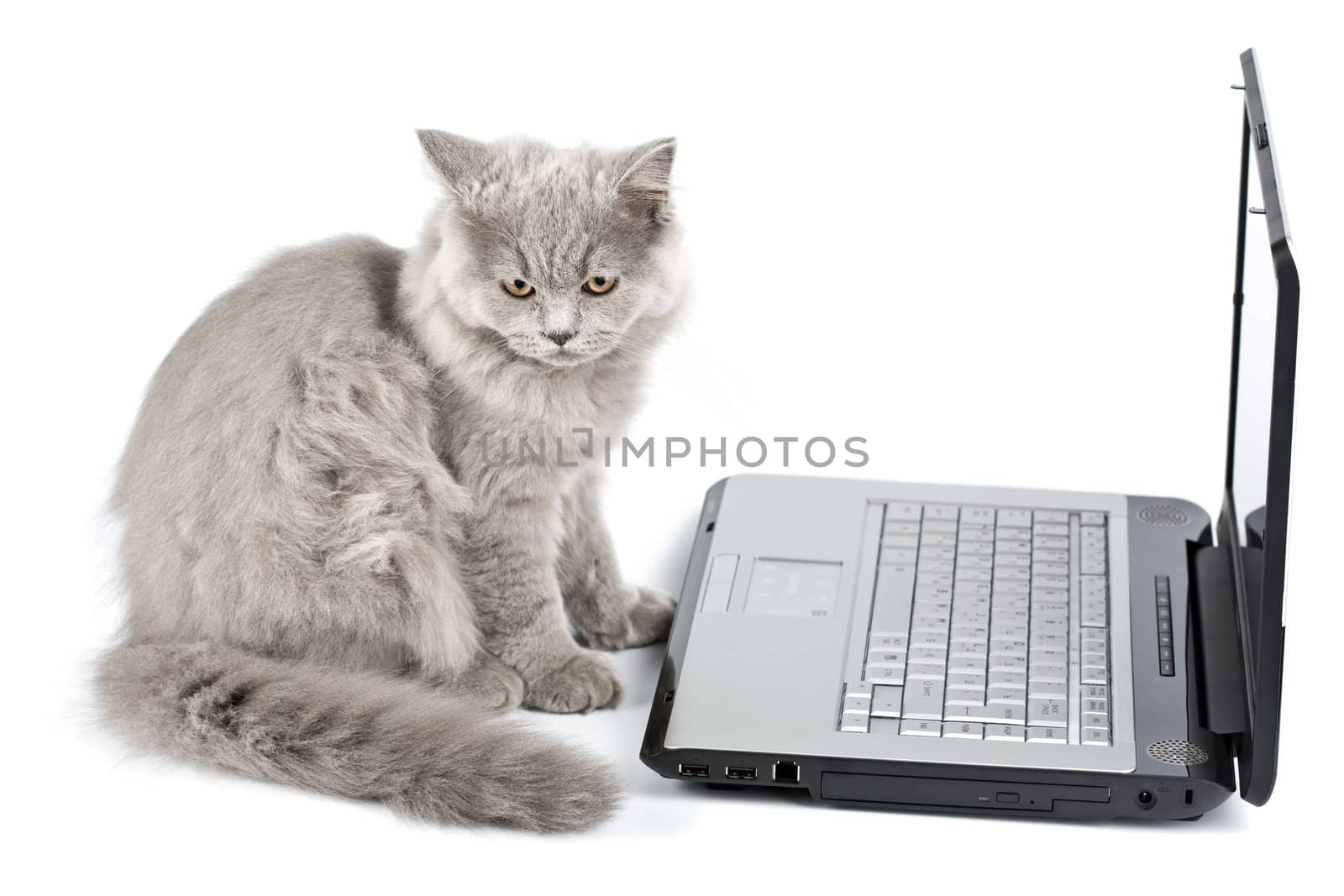 british kitten in front of laptop isolated