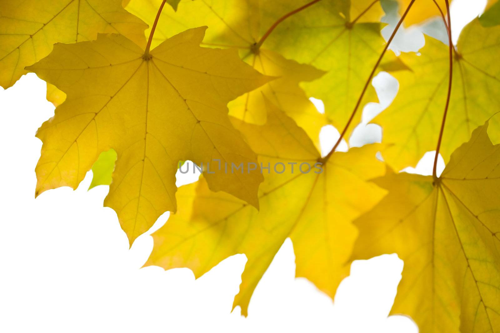 beautiful autumn leaves isolated