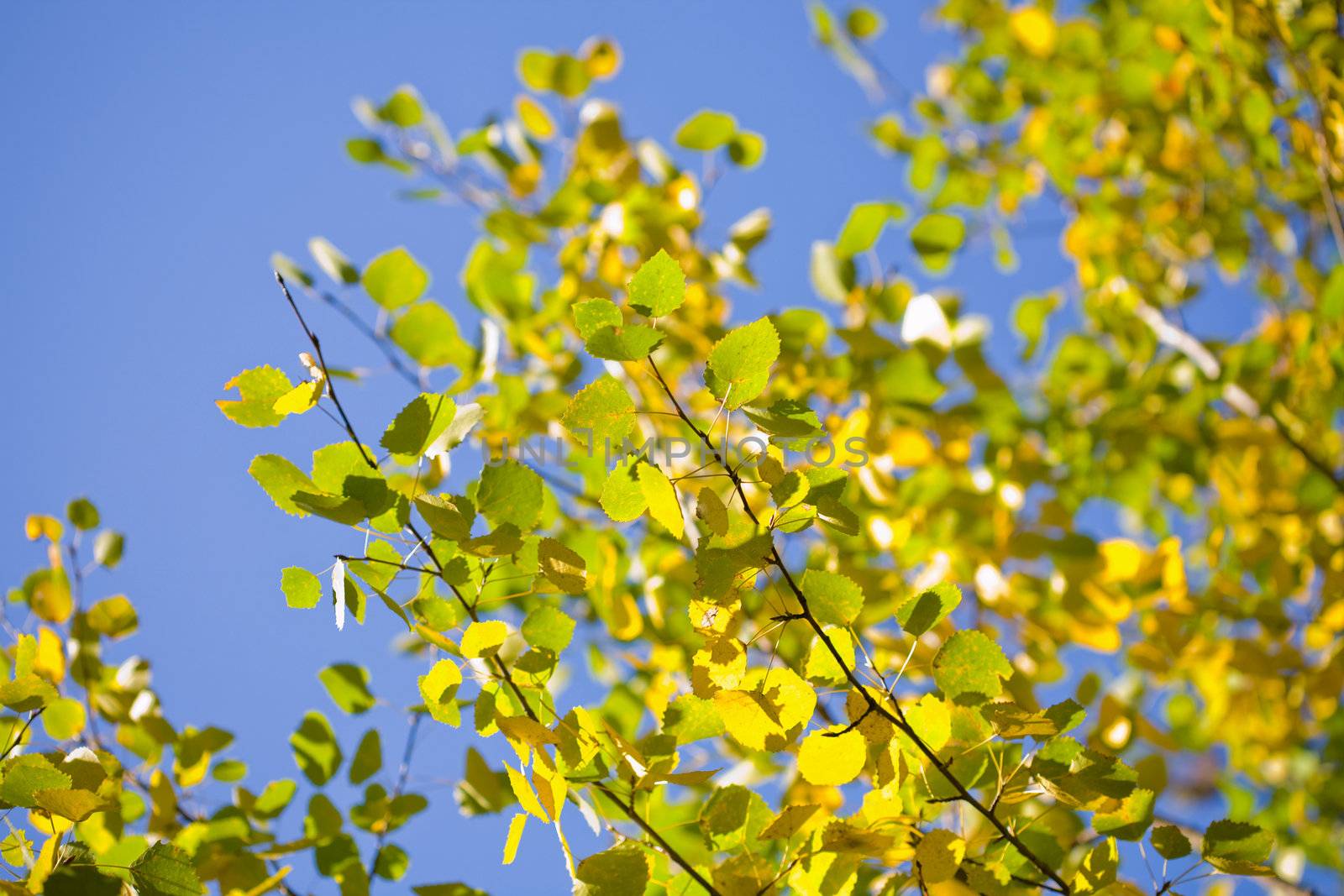 autumn leaves in the blue sky