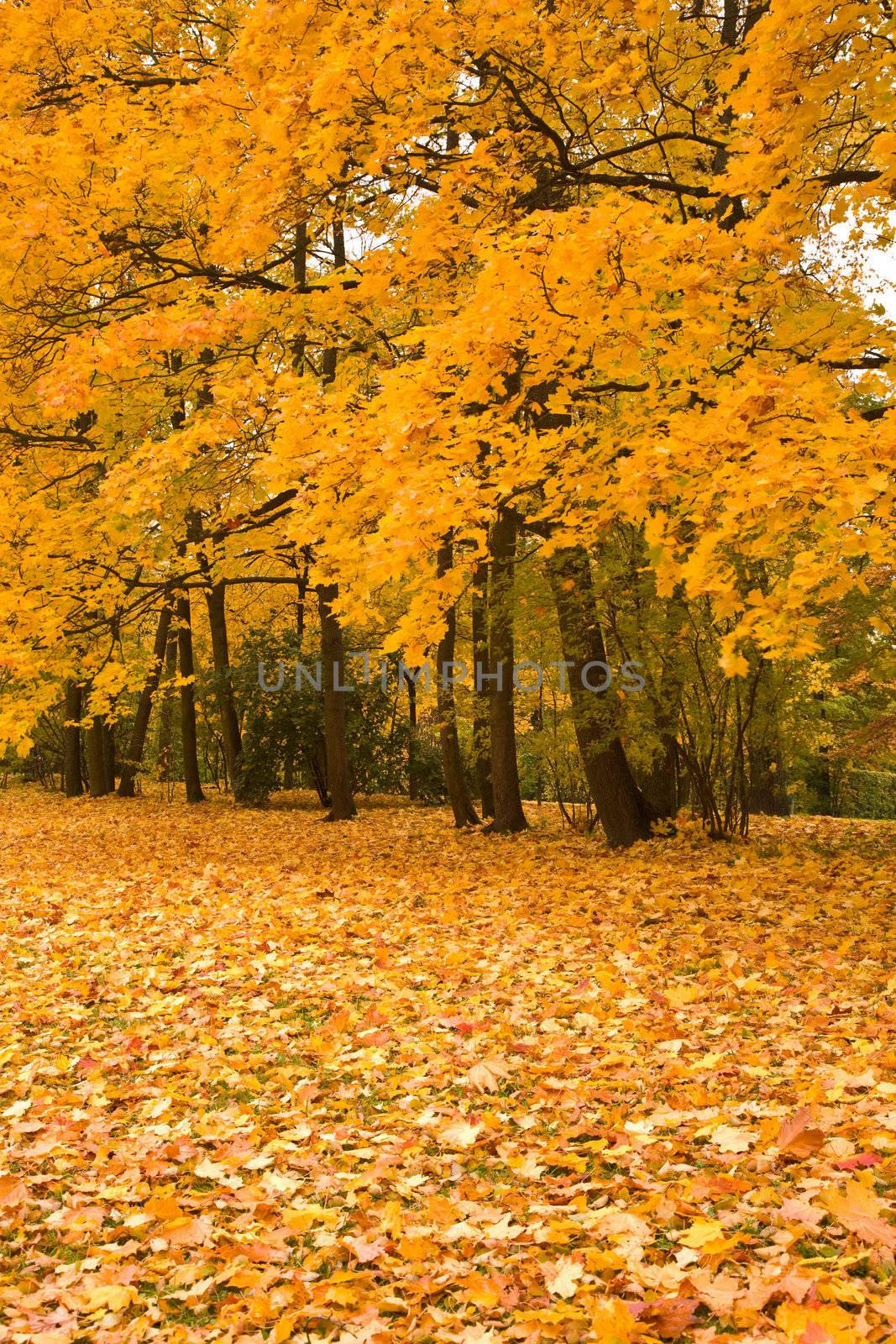 golden maple trees in the park