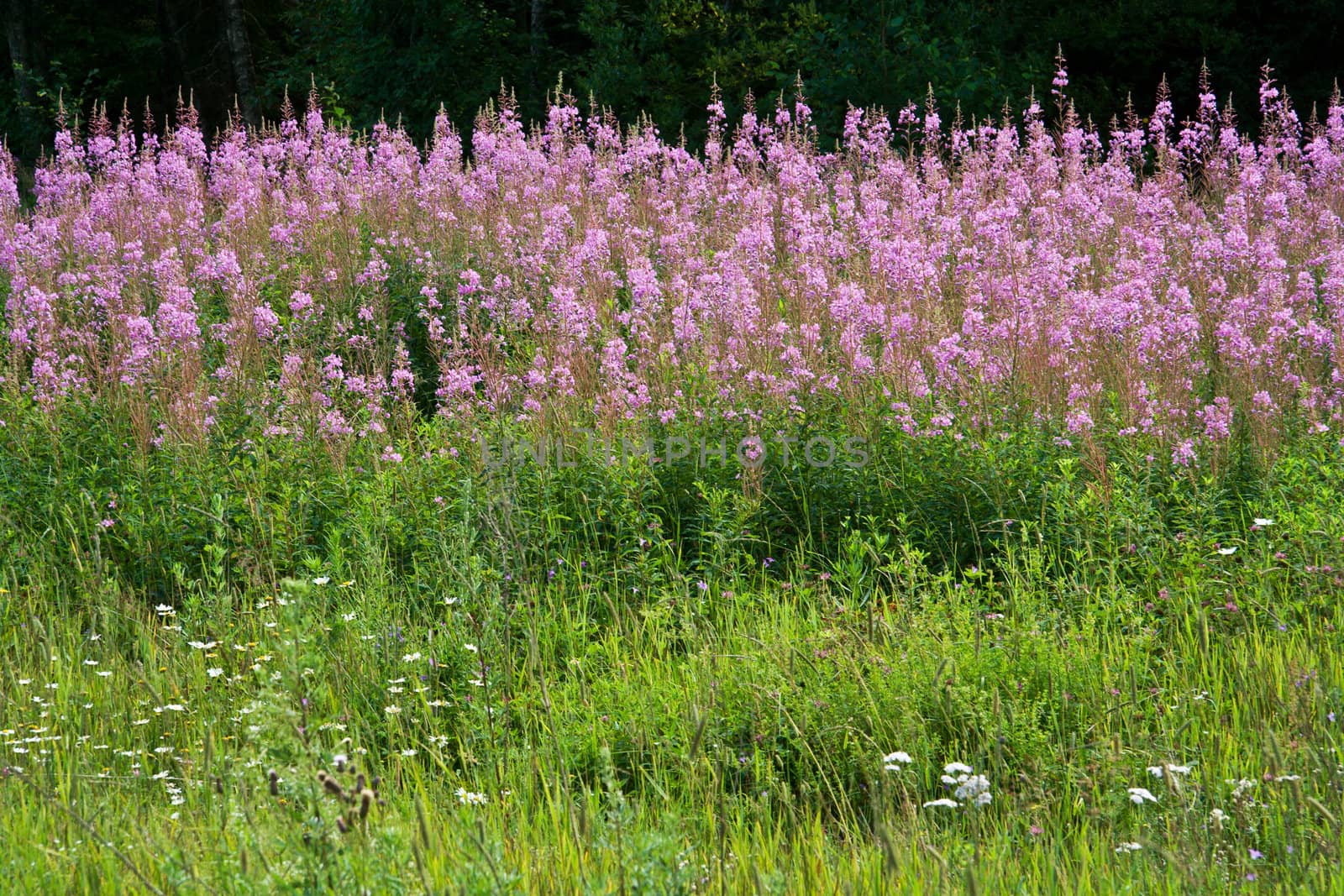 field of rose-bay