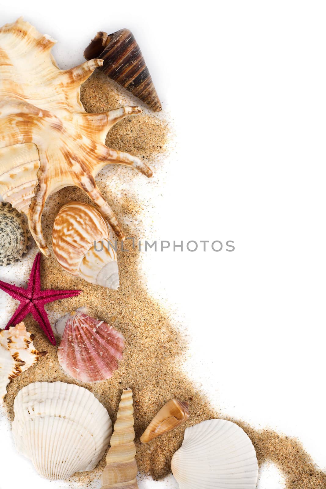 sea shells in sand isolated