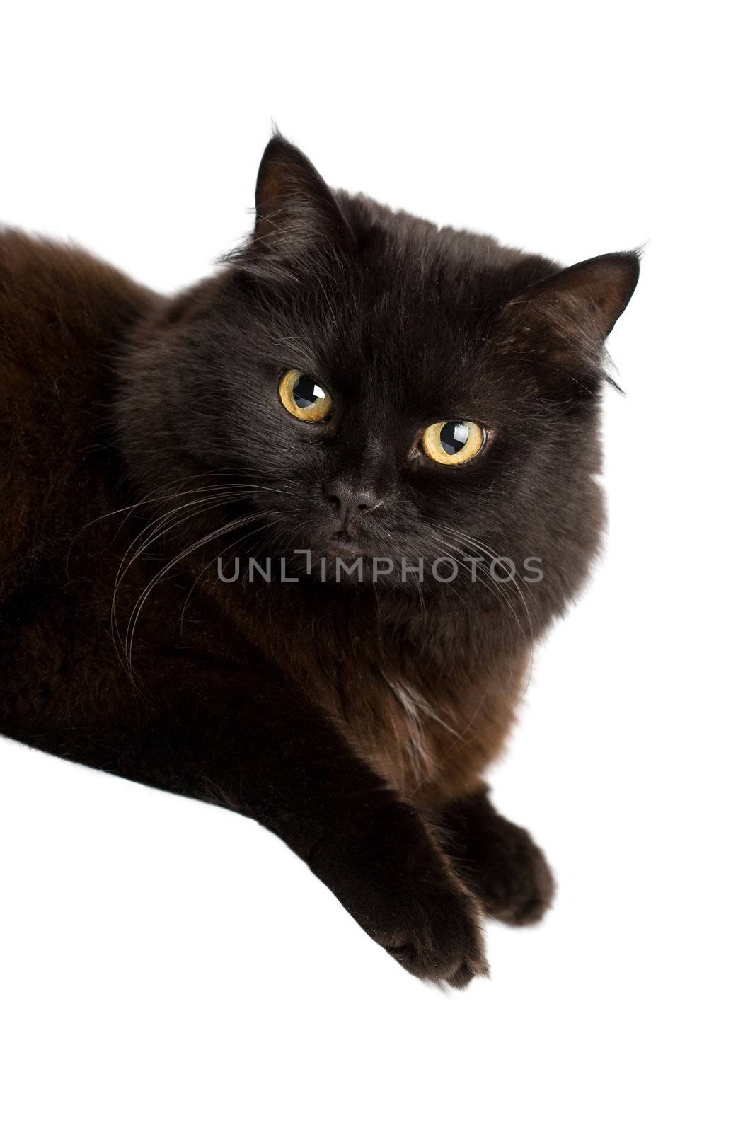 black cat isolated