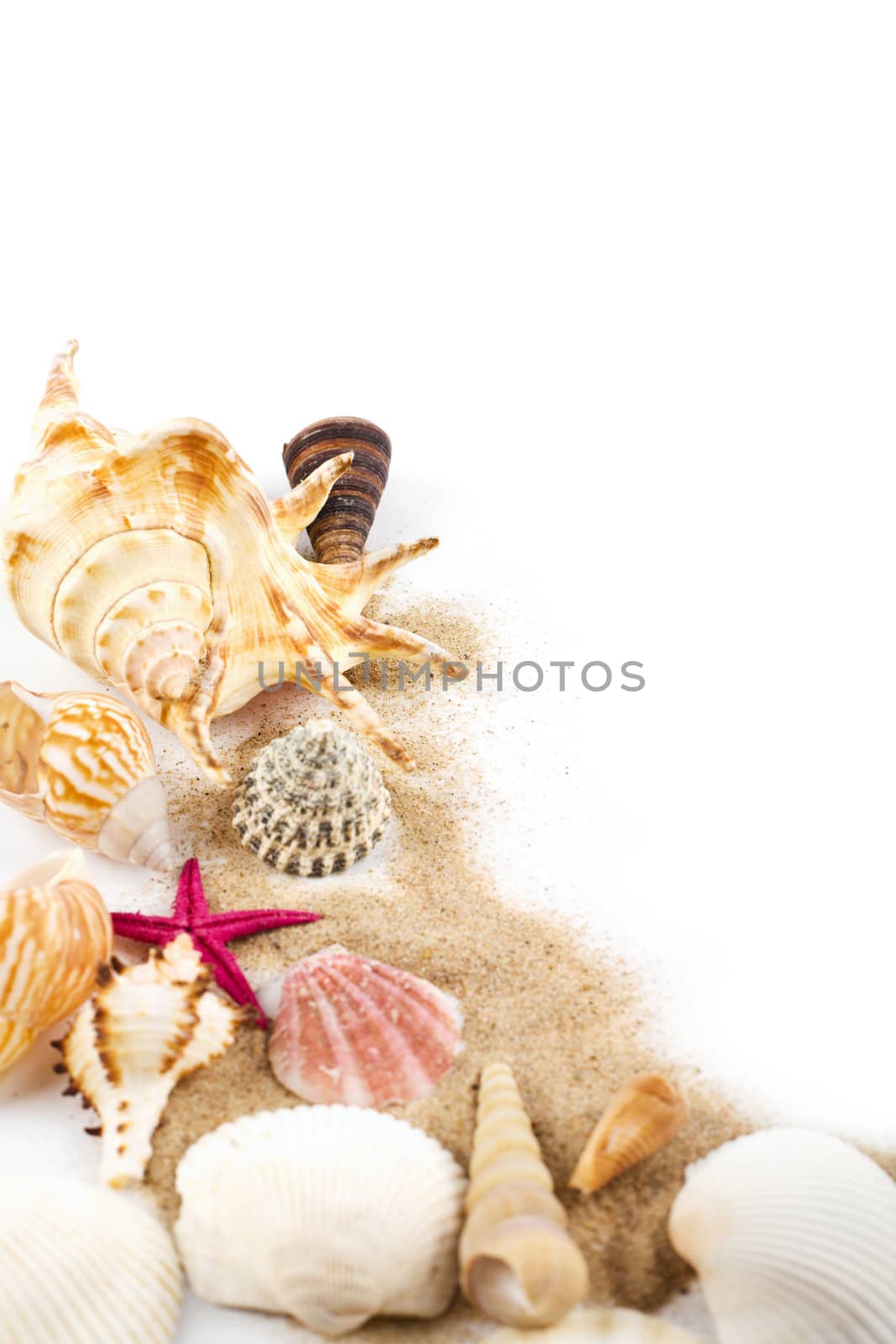 sea shells in sand isolated