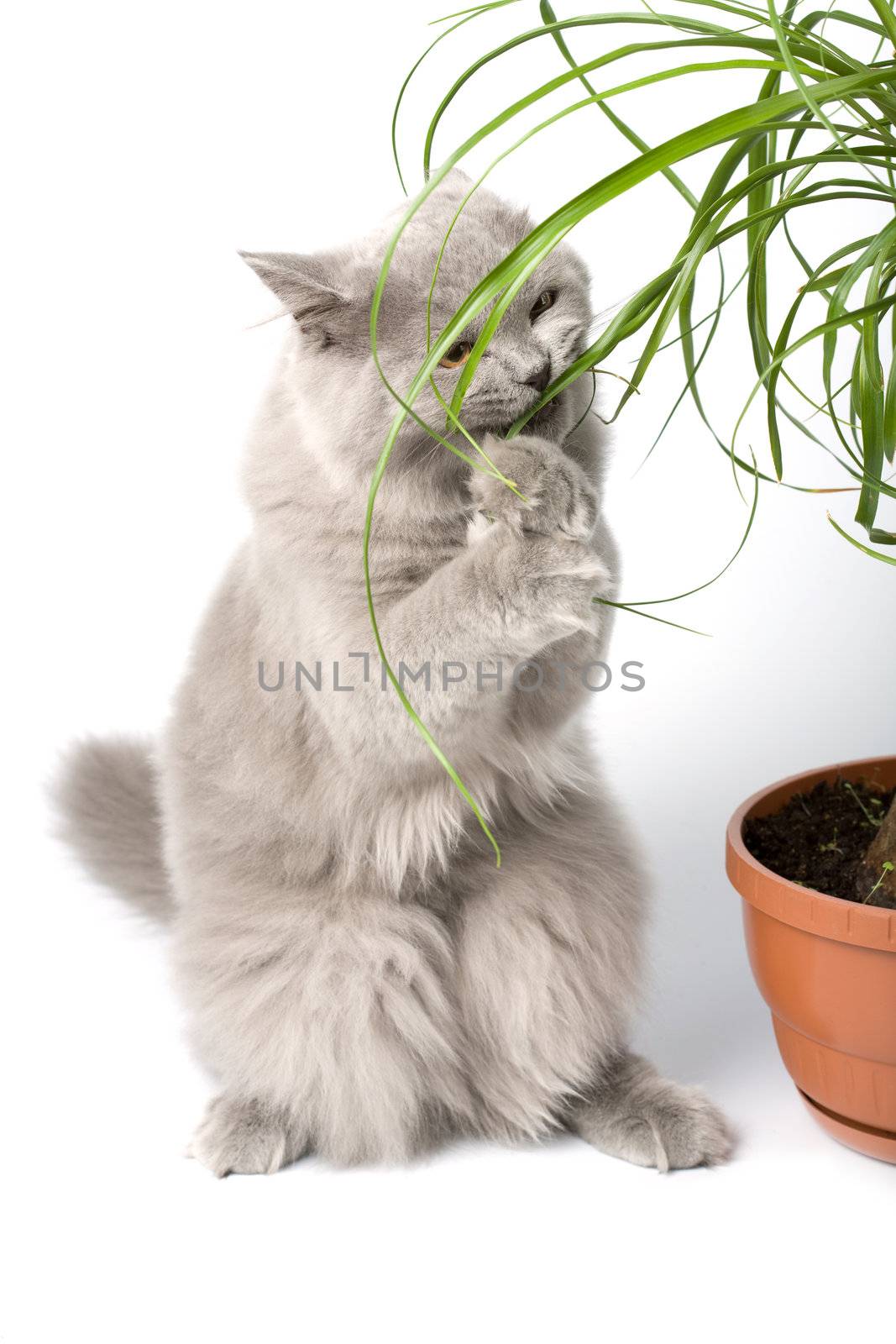 british kitten standing on it's paws eating green plant isolated