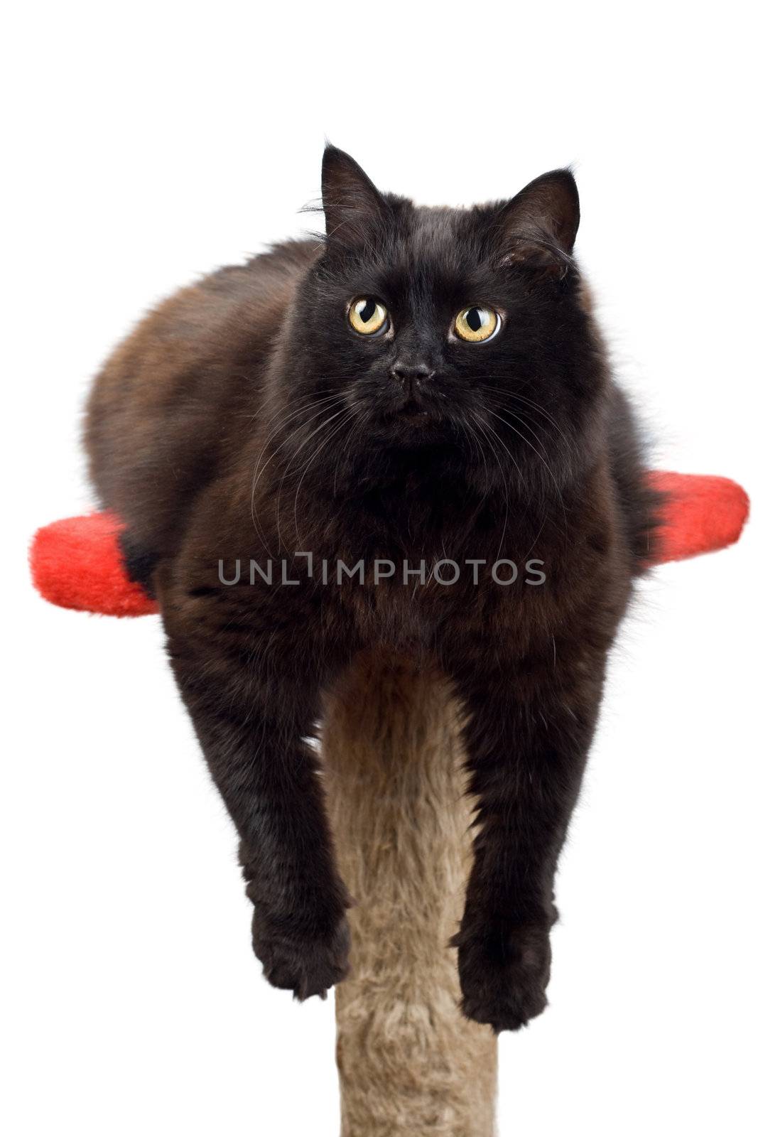 black cat