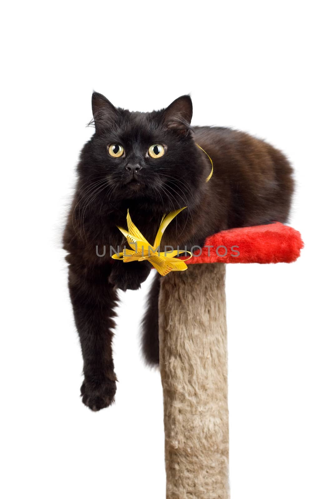 black cat wearing yellow bow