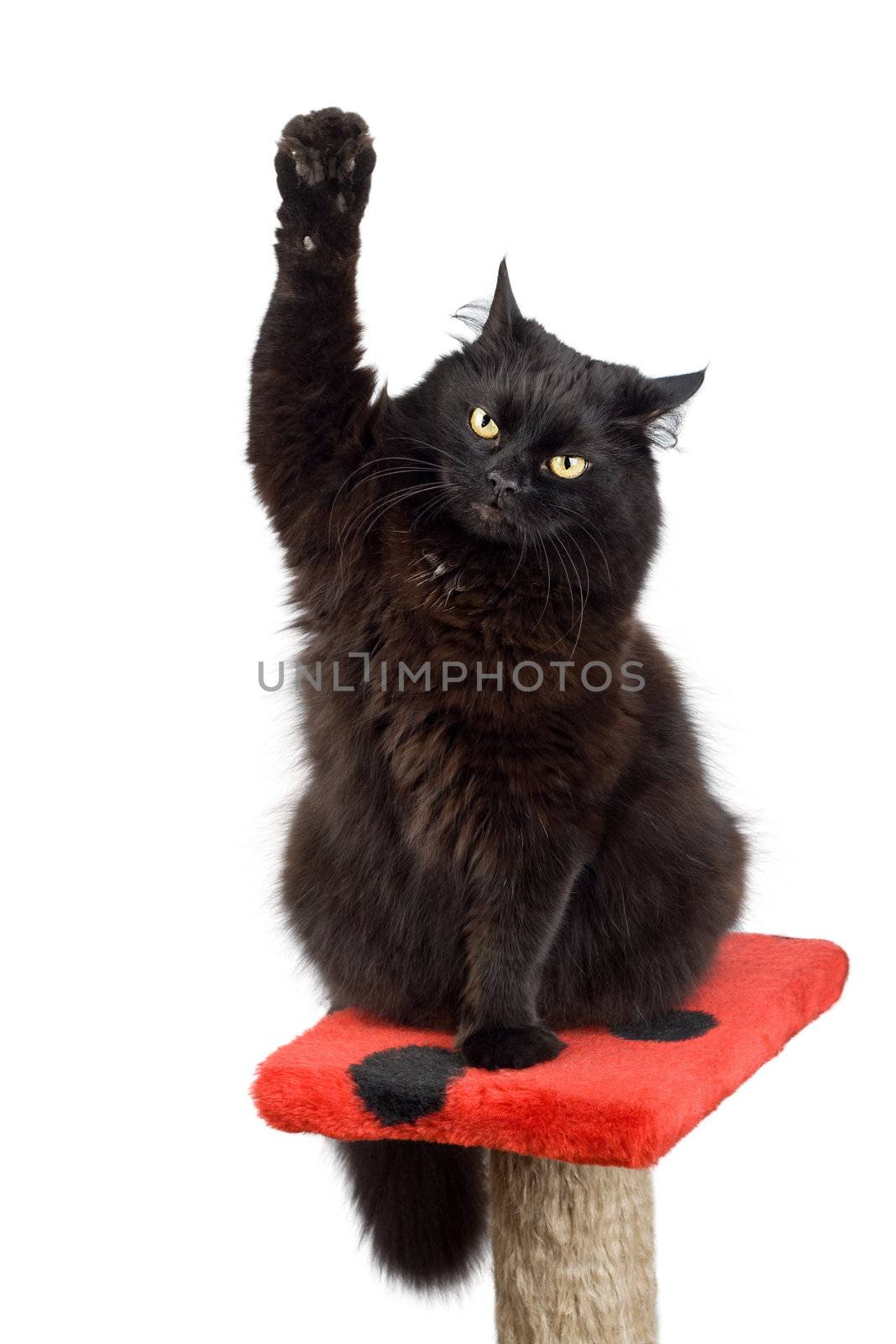 voting black cat