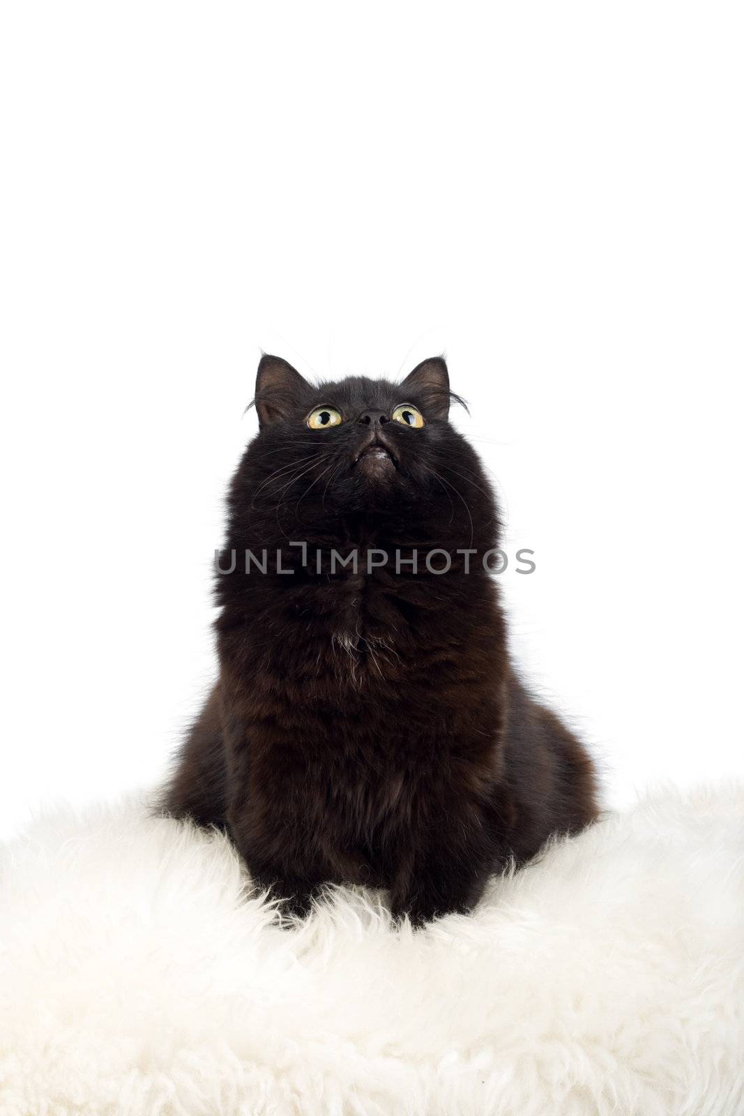 black cat