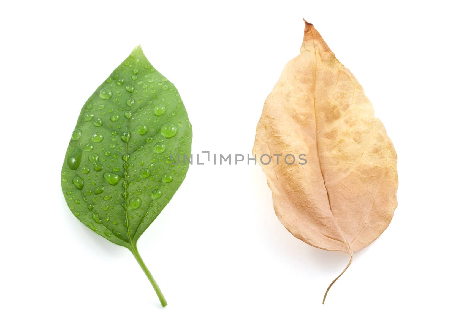 fresh and faded leaves