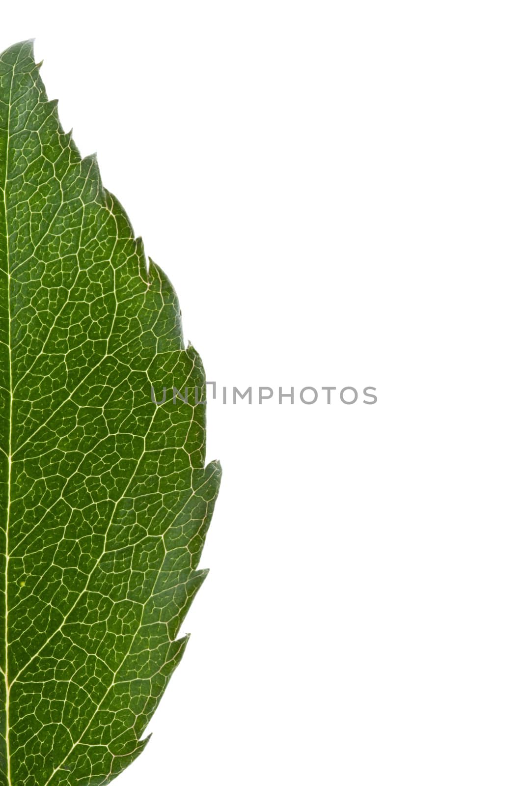 half-leaf isolated