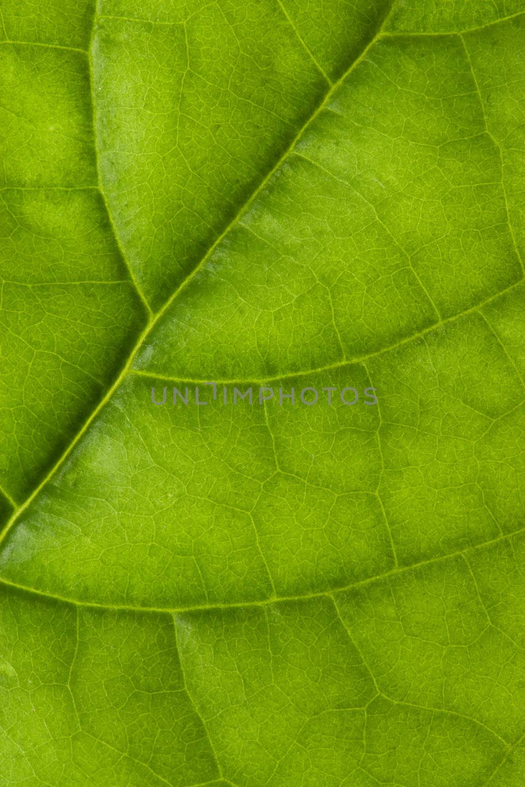 leaf texture