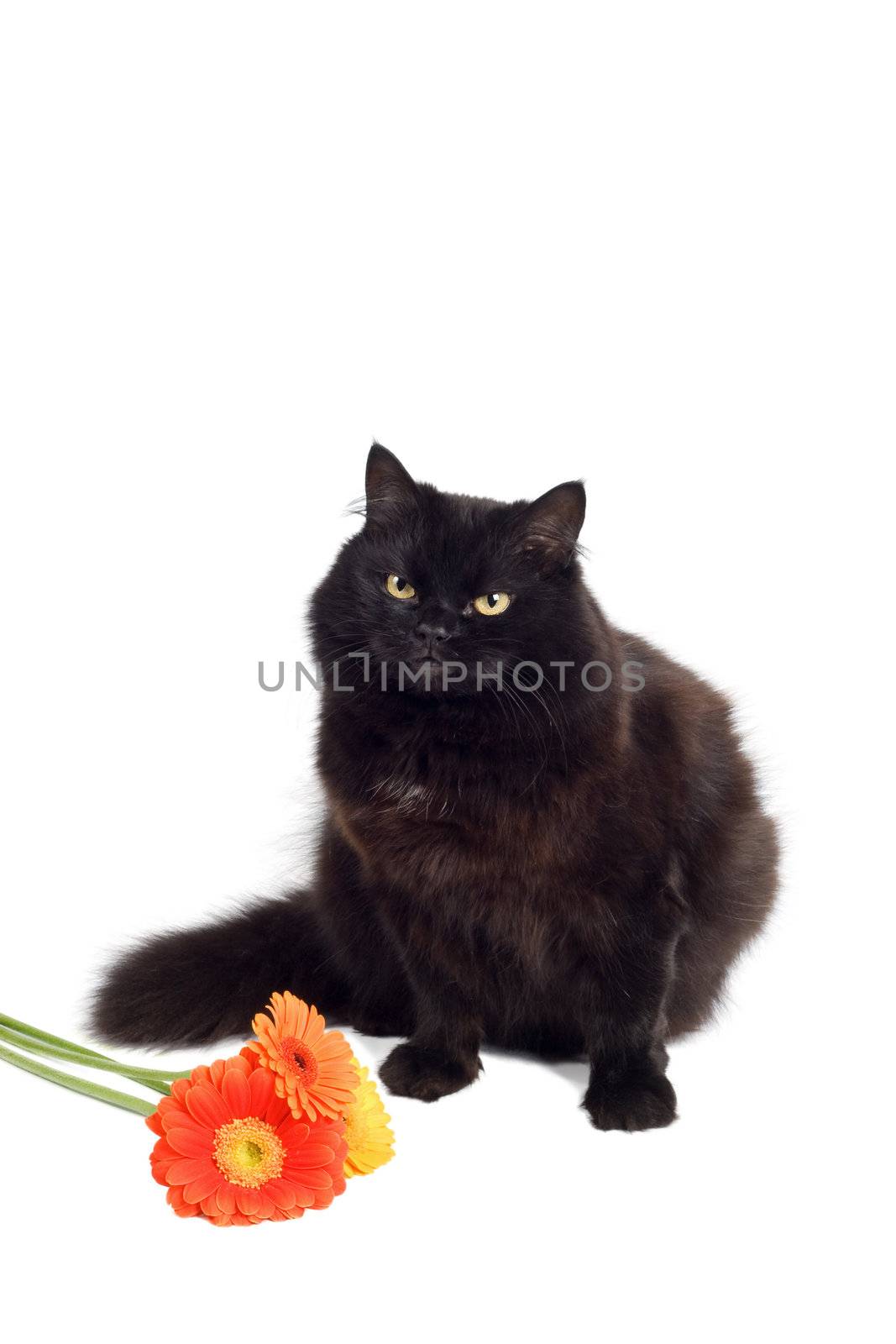 black cat and flowers