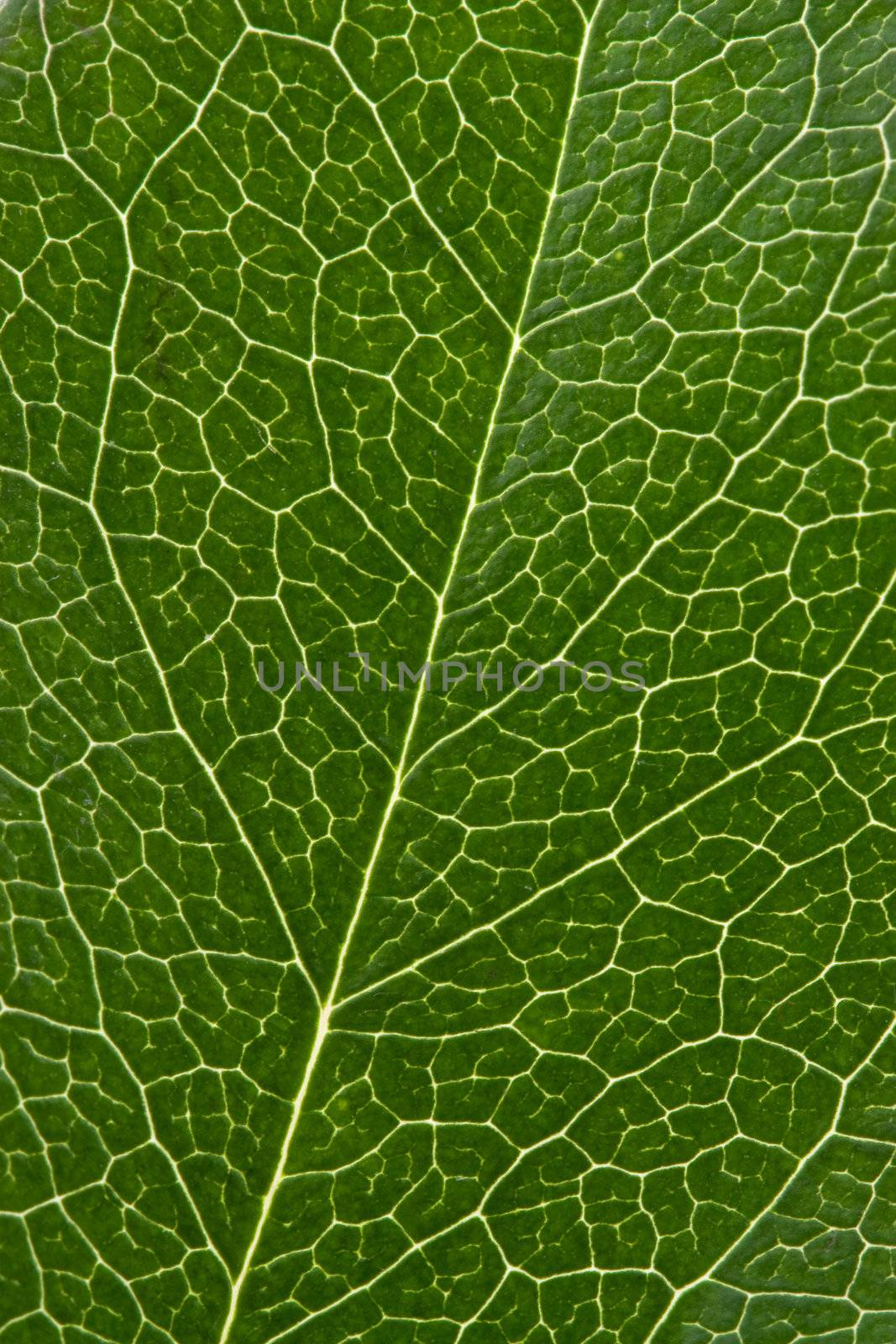 leaf texture by duskbabe