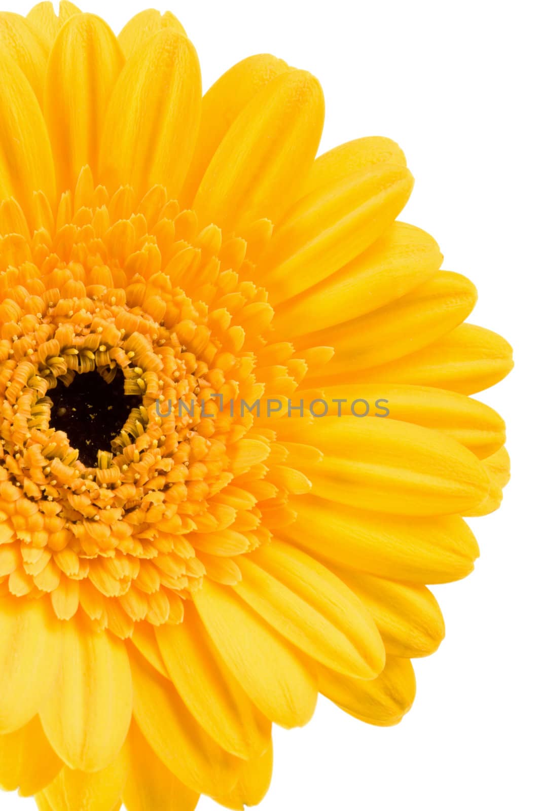 yellow daisy isolated