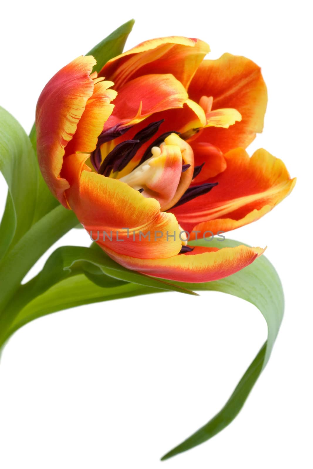red tulip