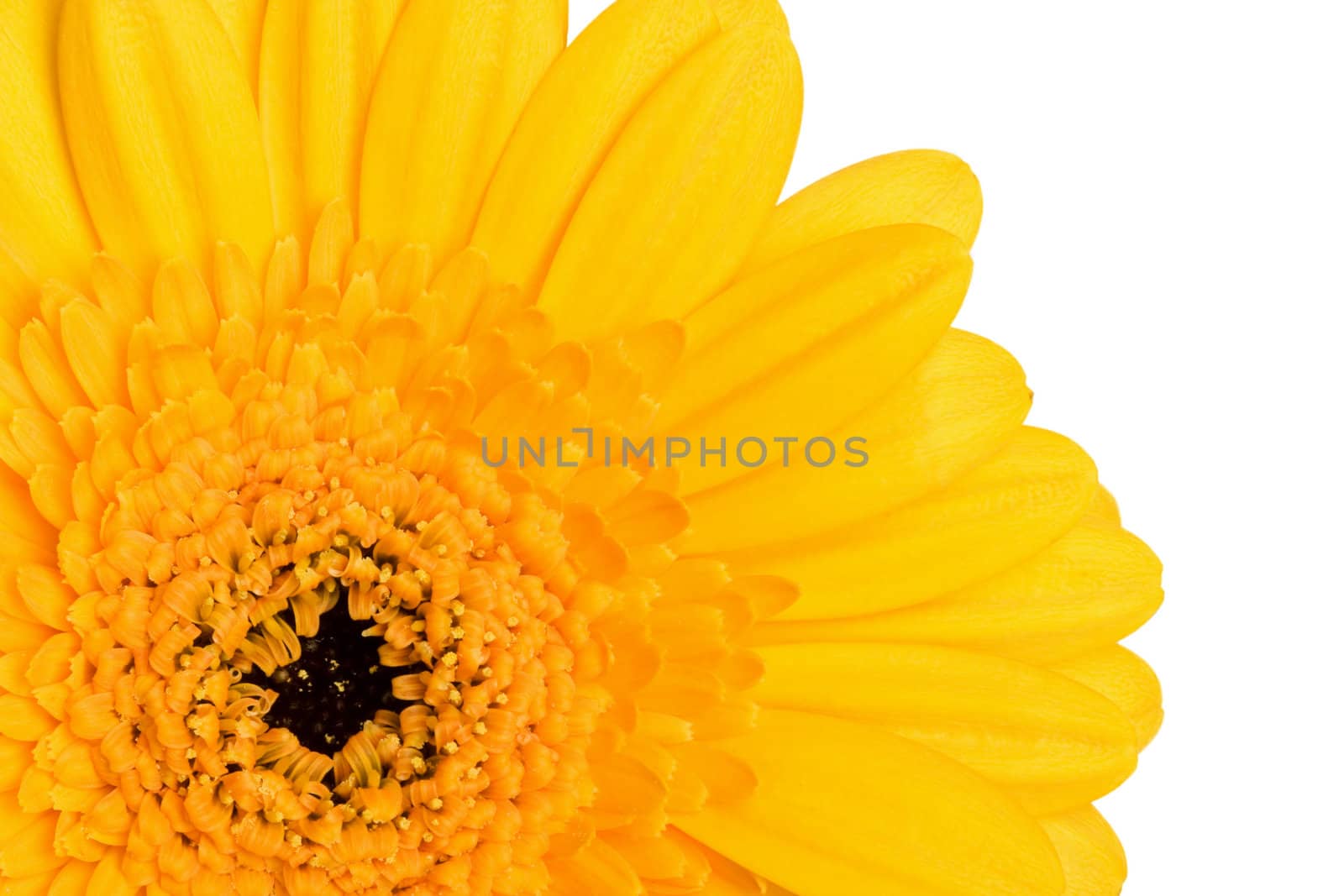 yellow daisy