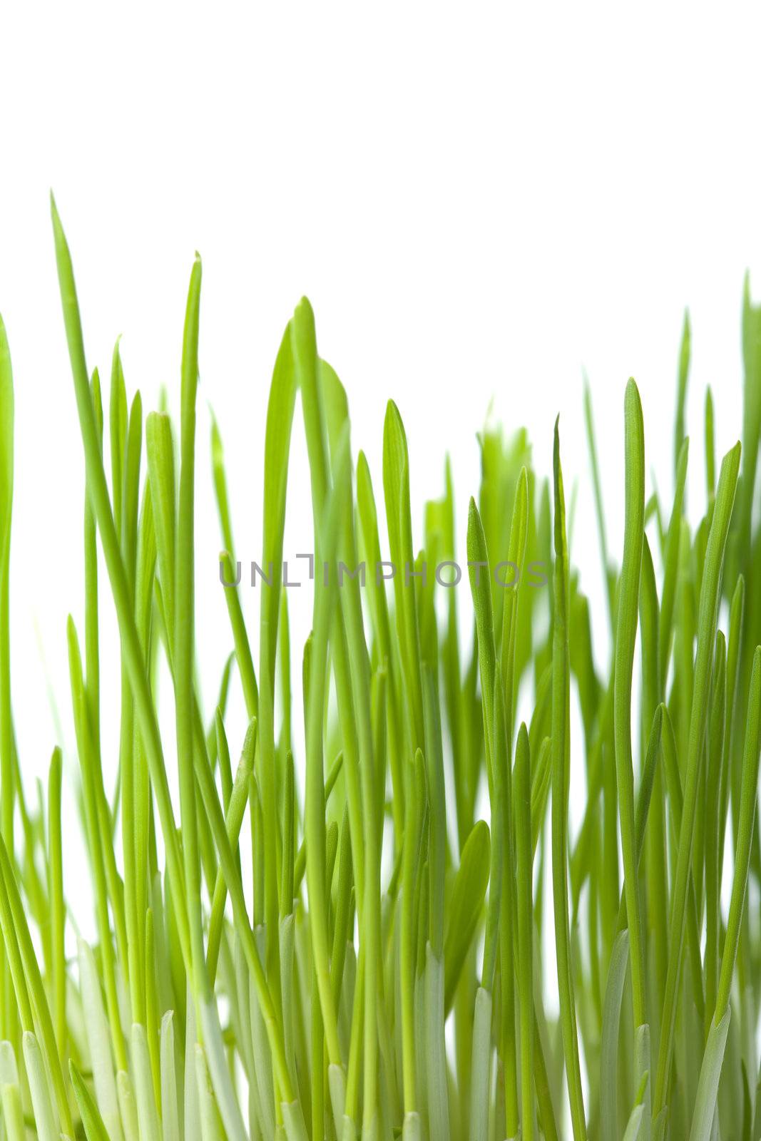 fresh green grass isolated background