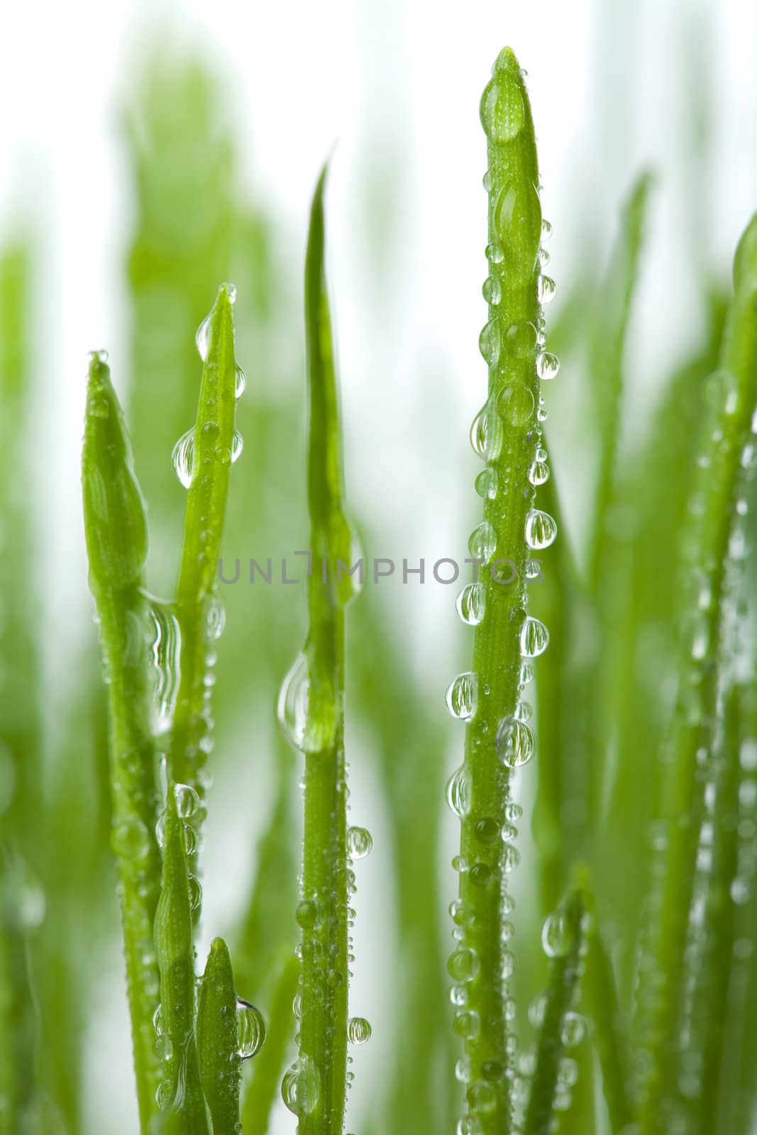 green grass with water droplets isolated