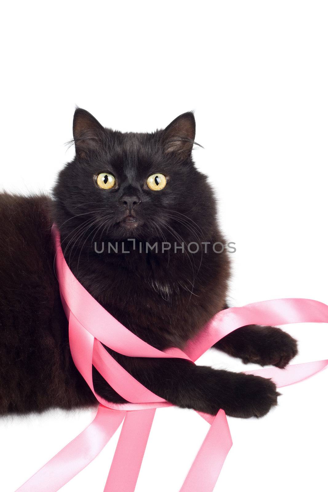 black cat playing with pink ribbon