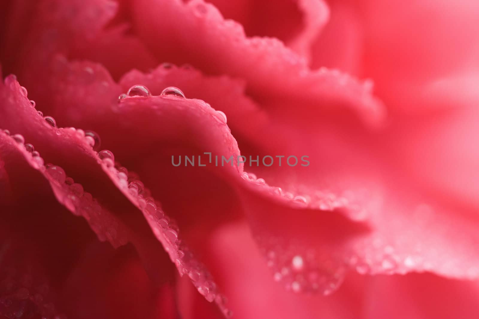 macro of carnation petals