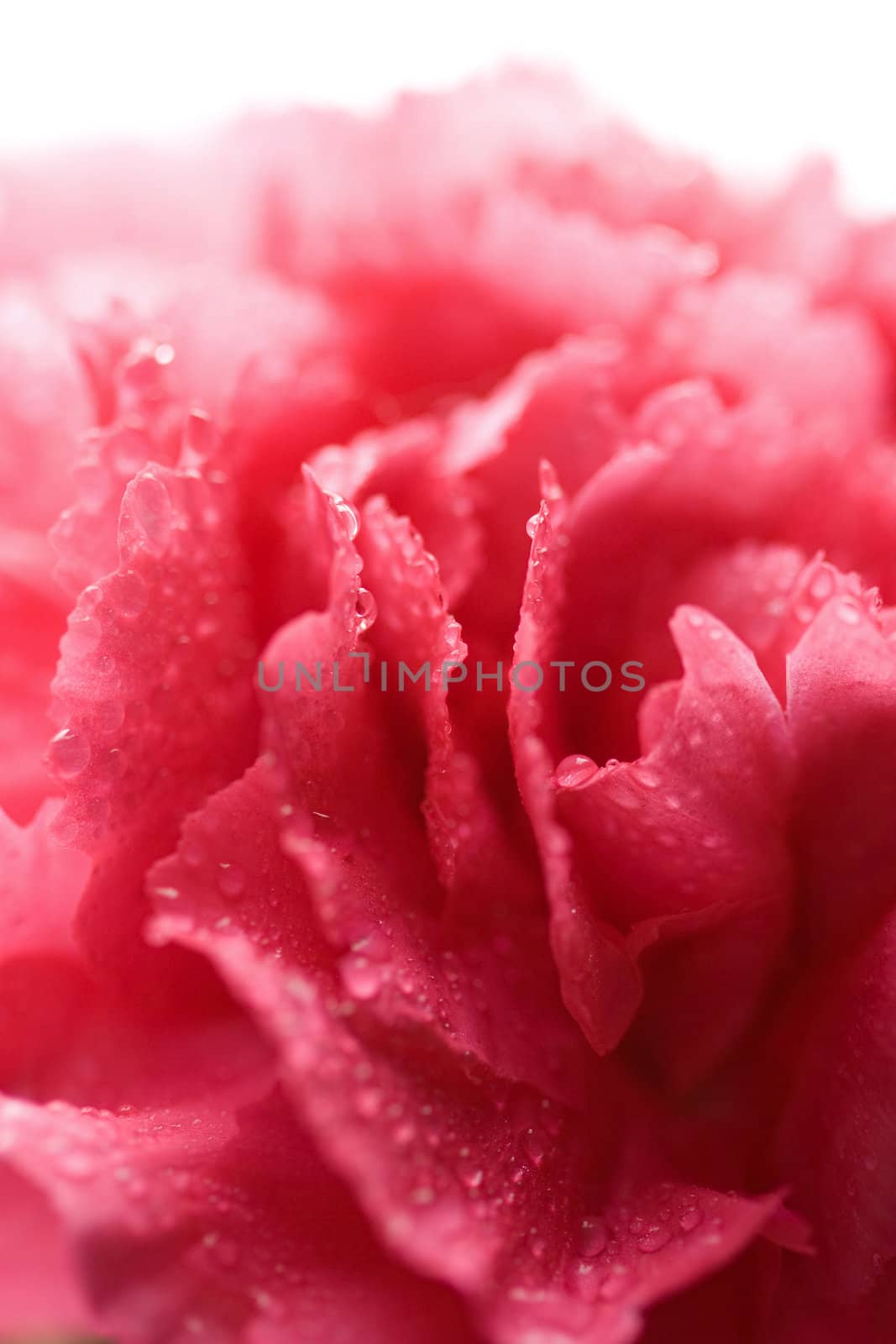 macro of wet carnation