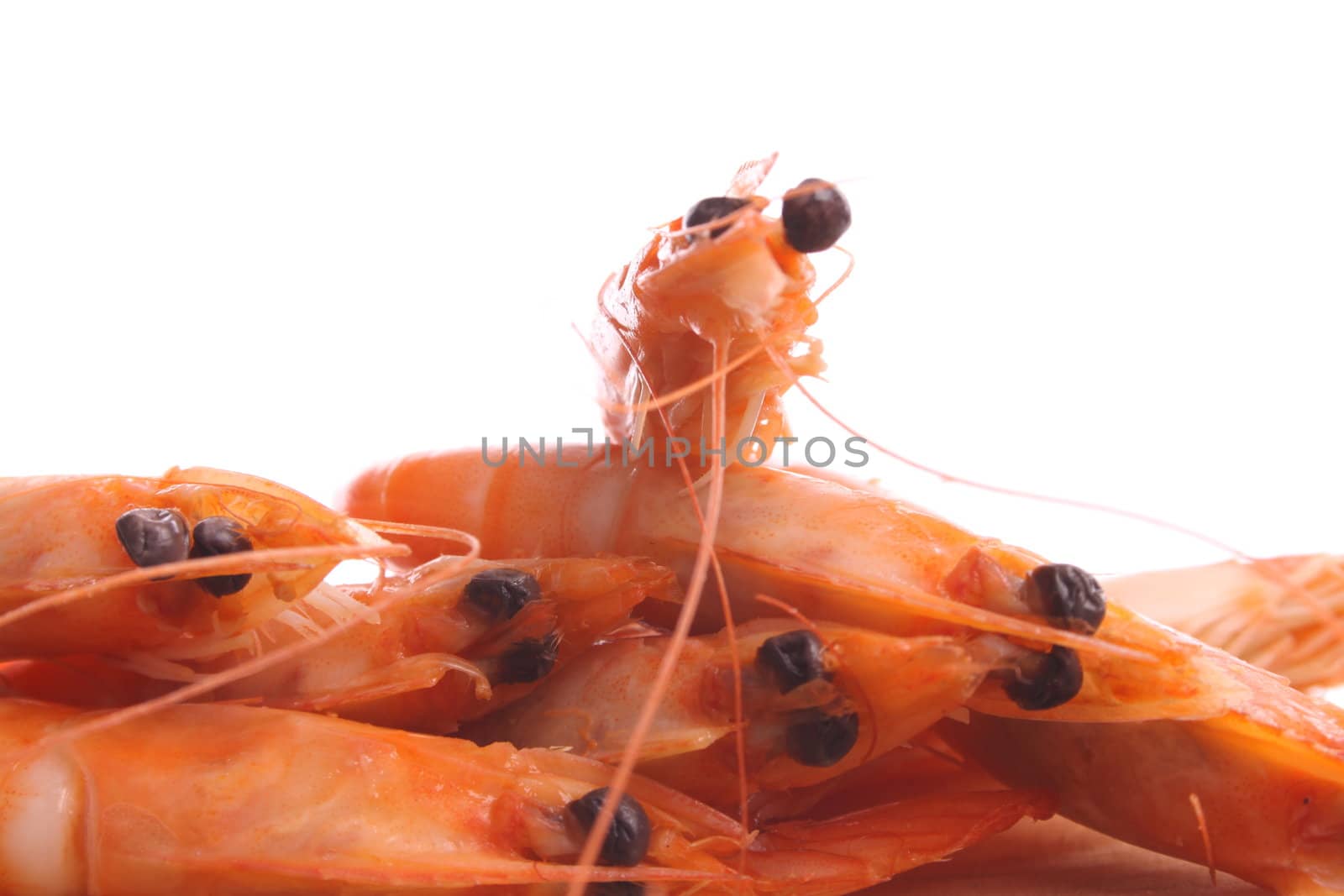 Boiled shrimps against a white background