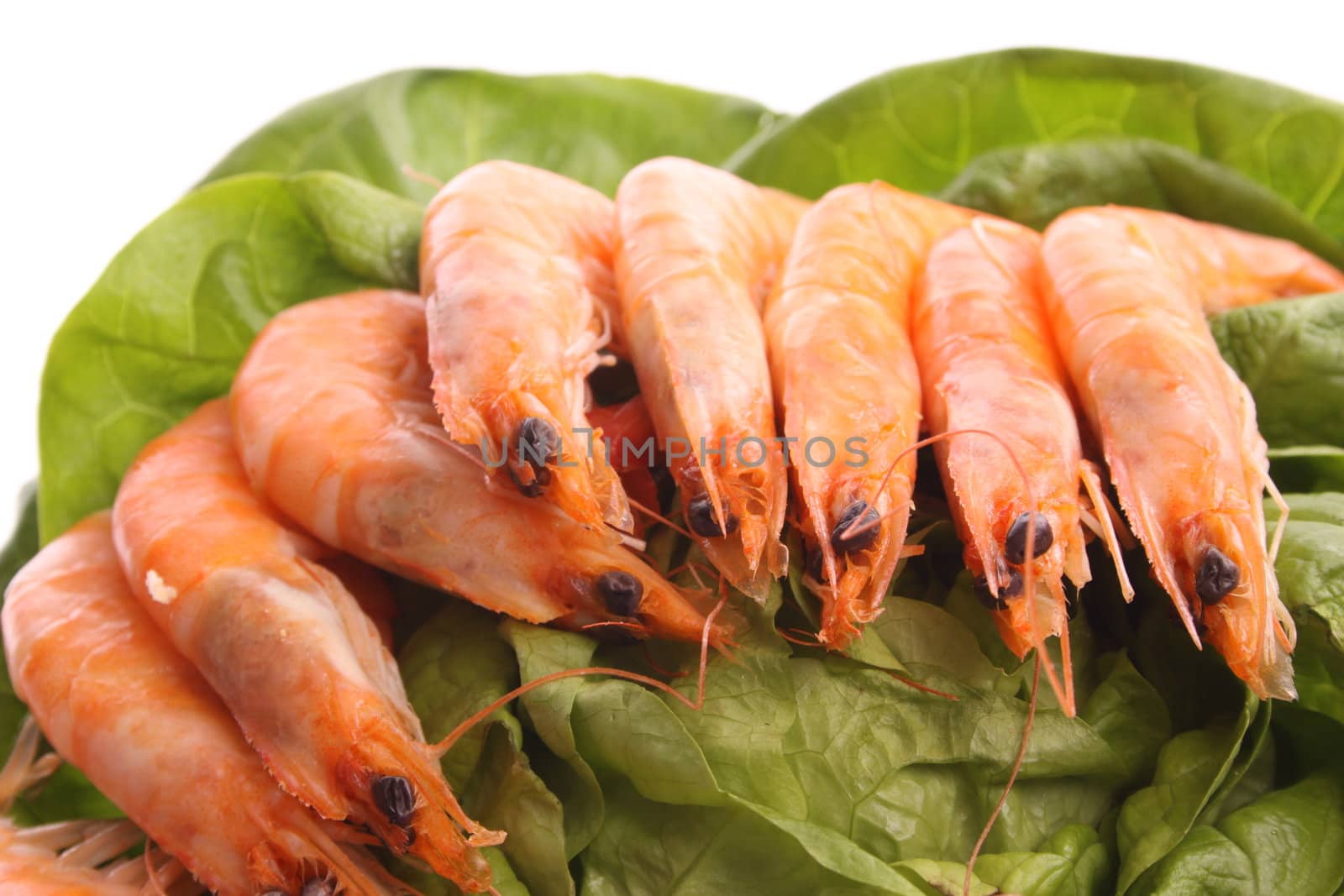 Boiled shrimps against a white background