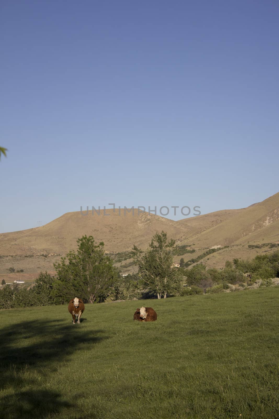 Cows in a pasture eating grass by jeremywhat