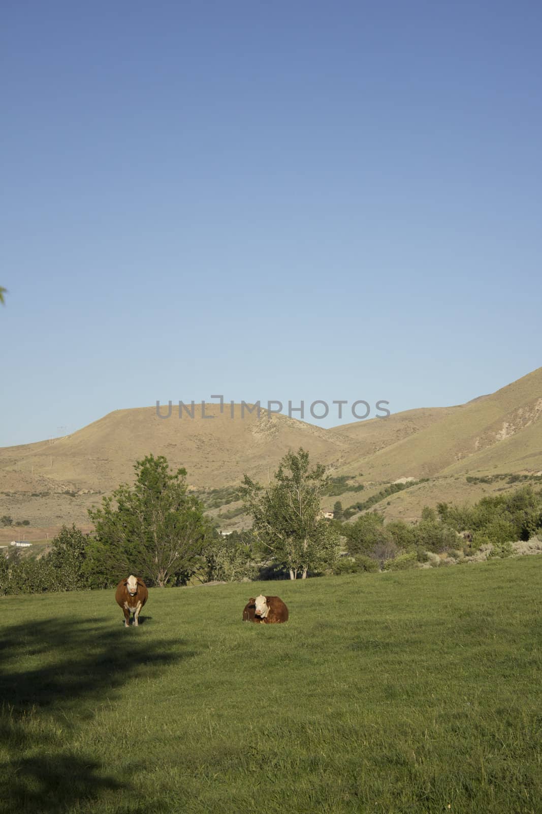 Cows in a pasture eating grass by jeremywhat