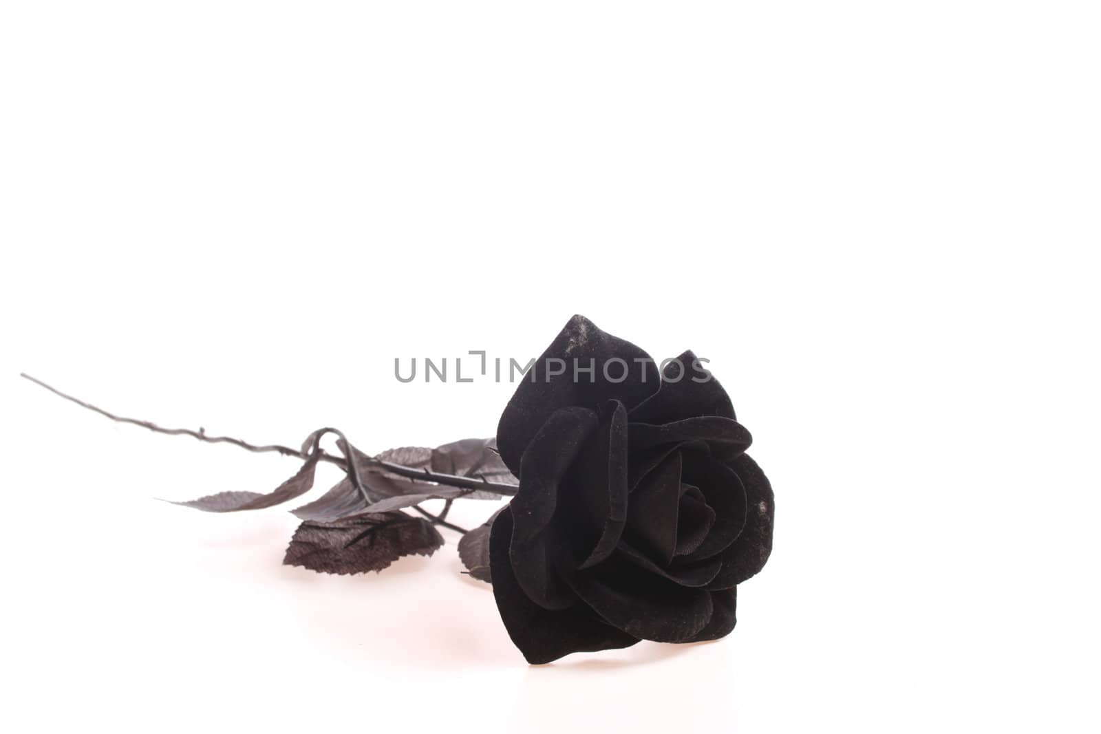 Black rose over white isolated against a white background with copy space