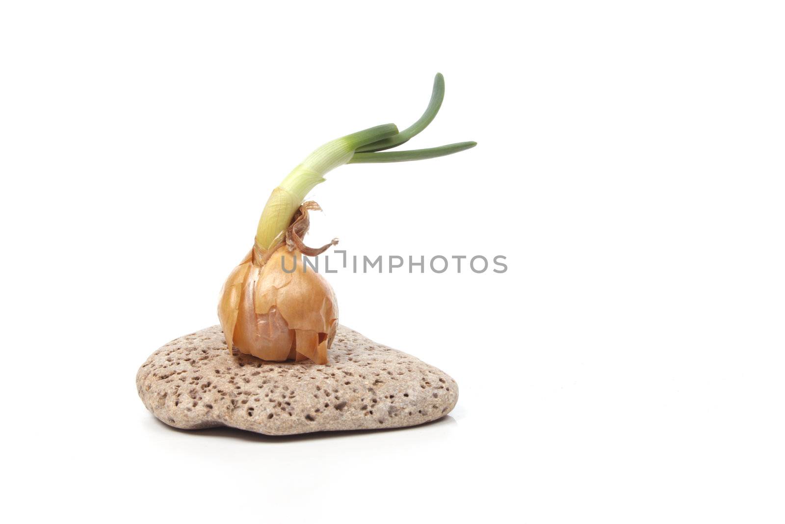 Sprouting onion o a stone against a white background