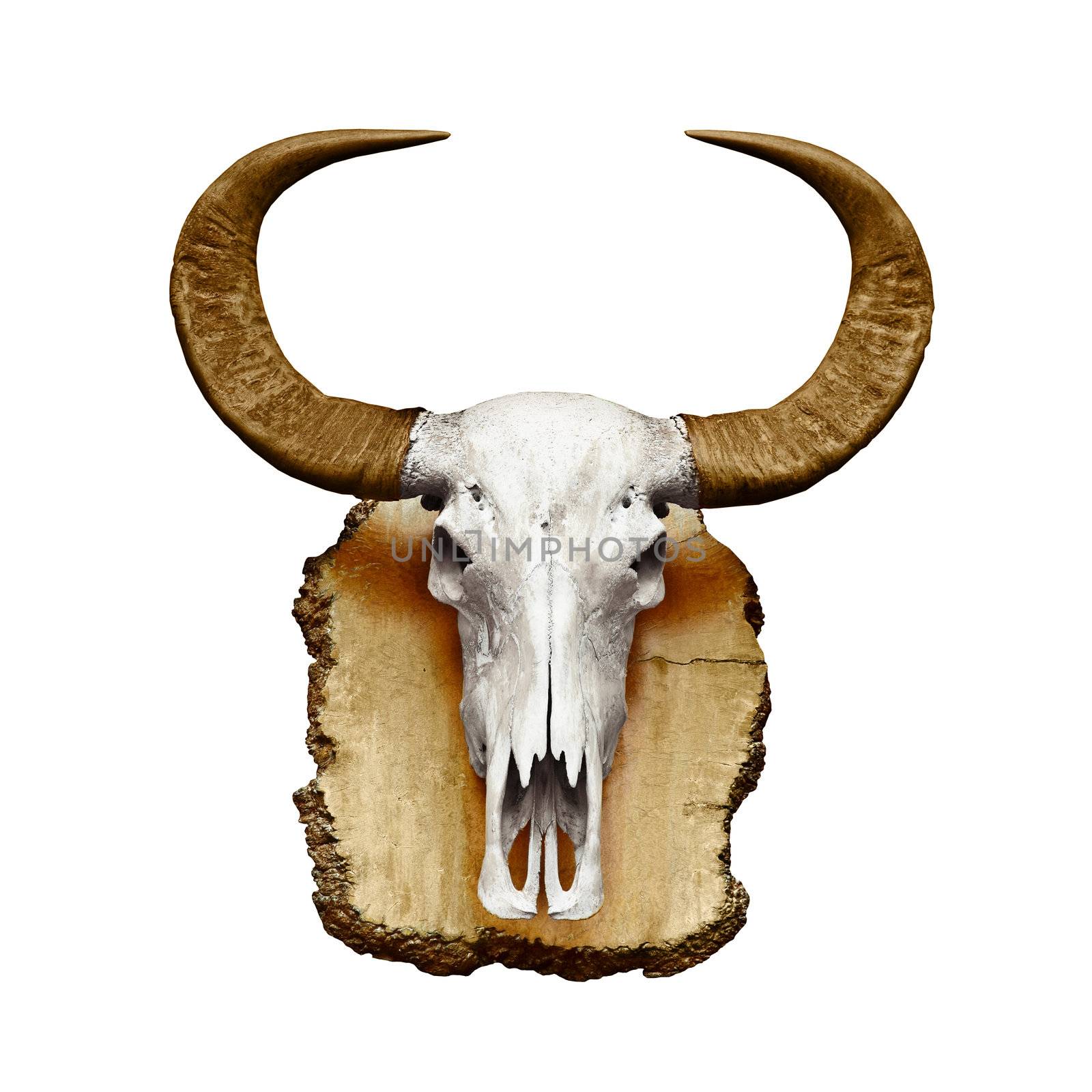 Bull skull with horns on white by pzaxe