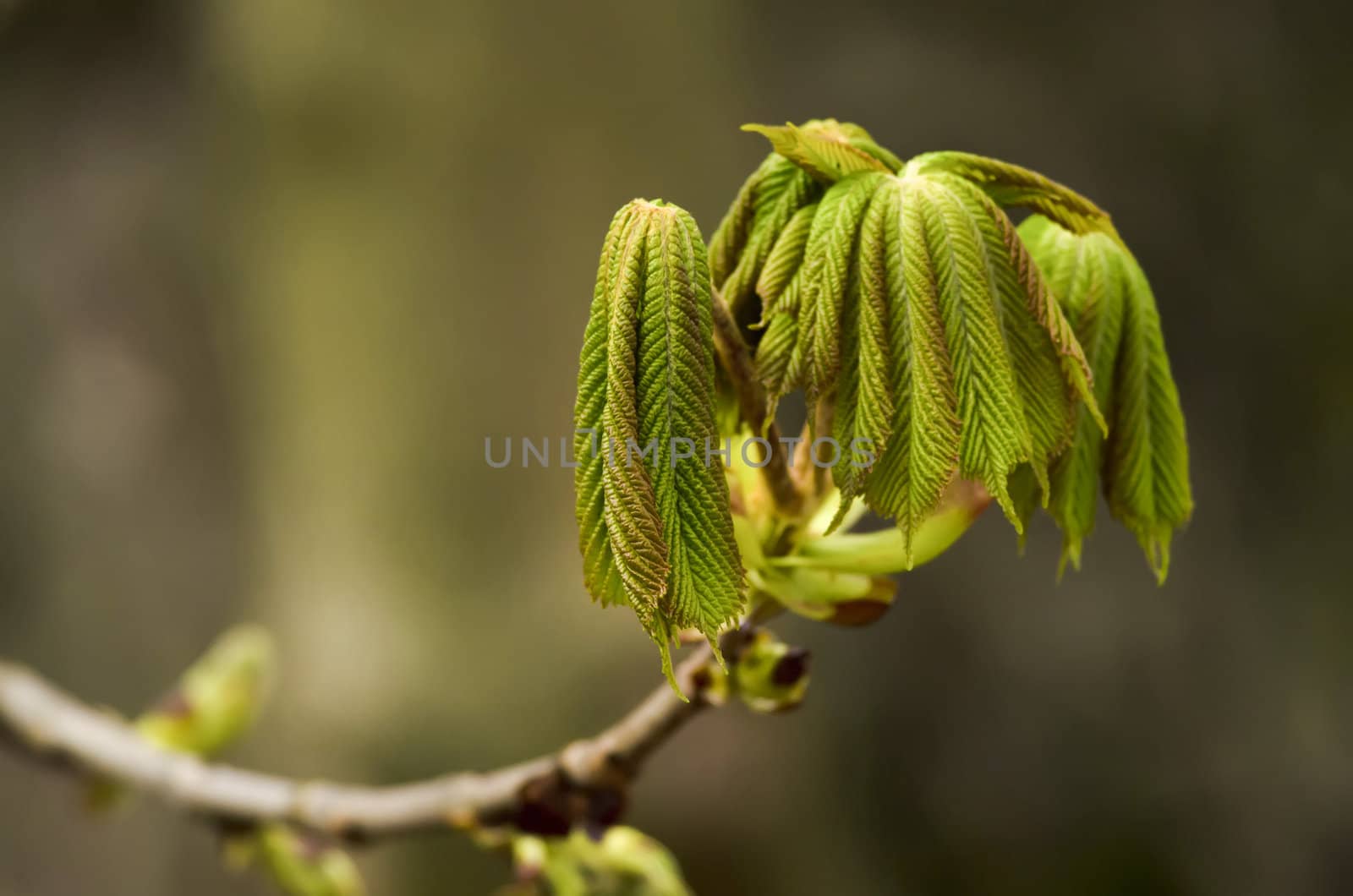 chestnut leaves by njaj