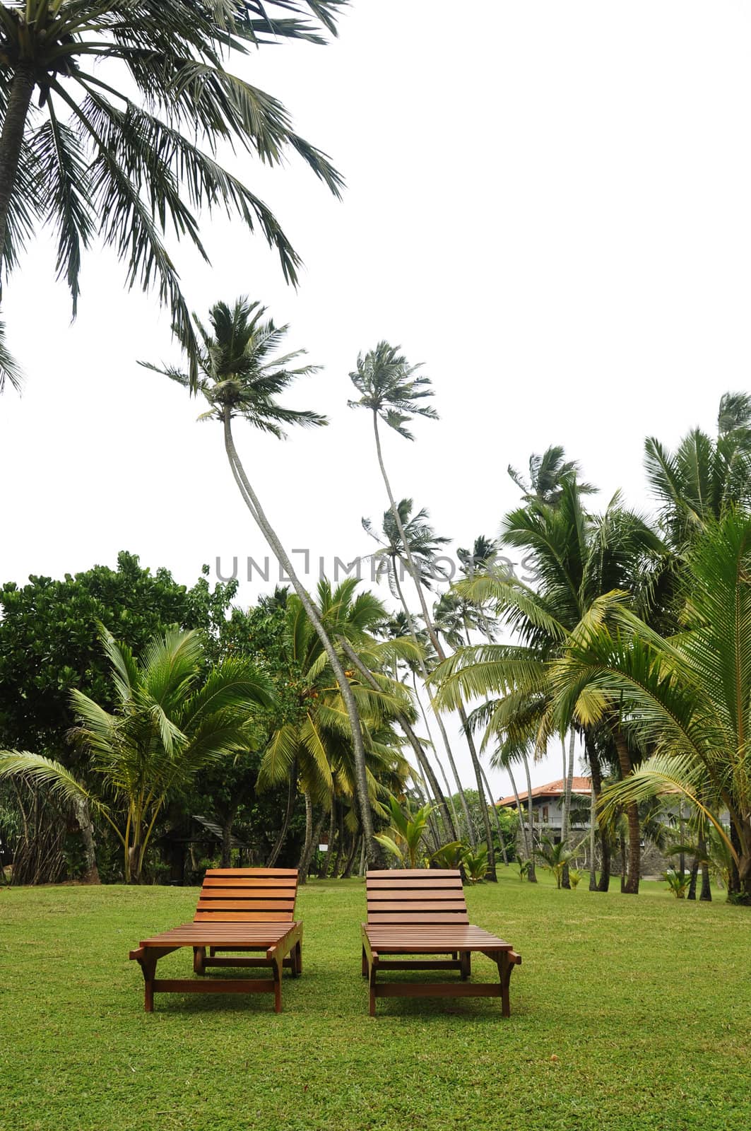 Two sunbeds in a lawn surrounded by palm trees on the coast, Sri Lanka