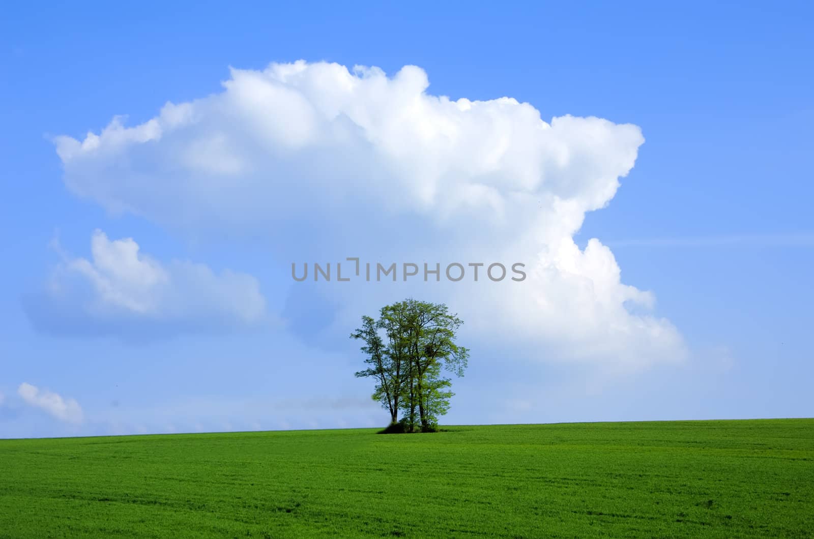 the tree in the sky by njaj