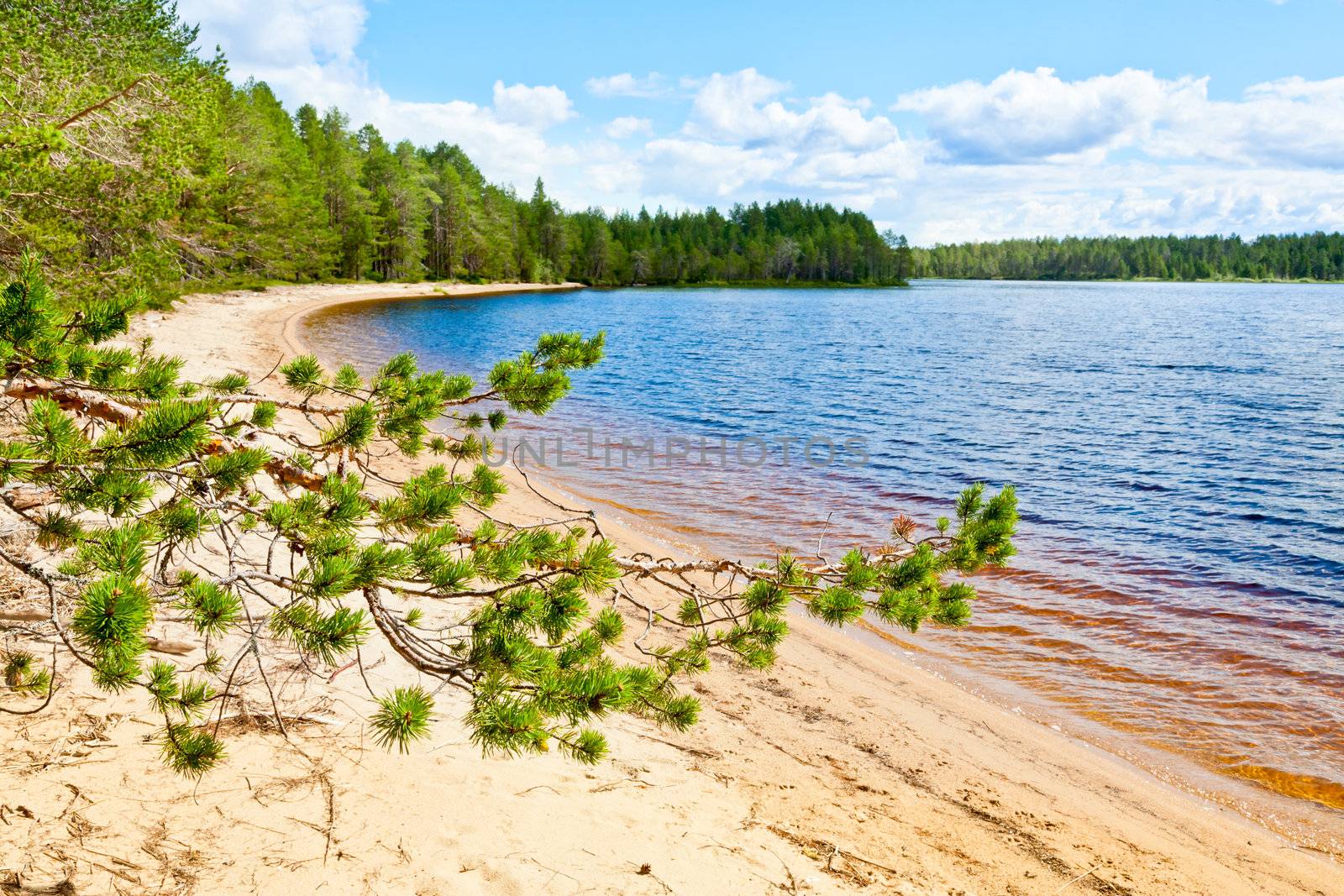 Pine branch against forest lake by naumoid
