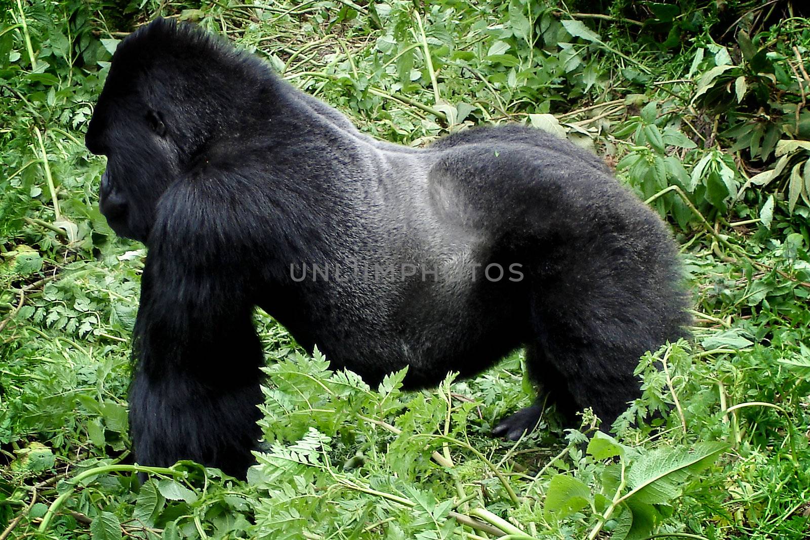 Powerful silverback gorilla in its natural habitat in Parc National des Volcans in Rwanda.