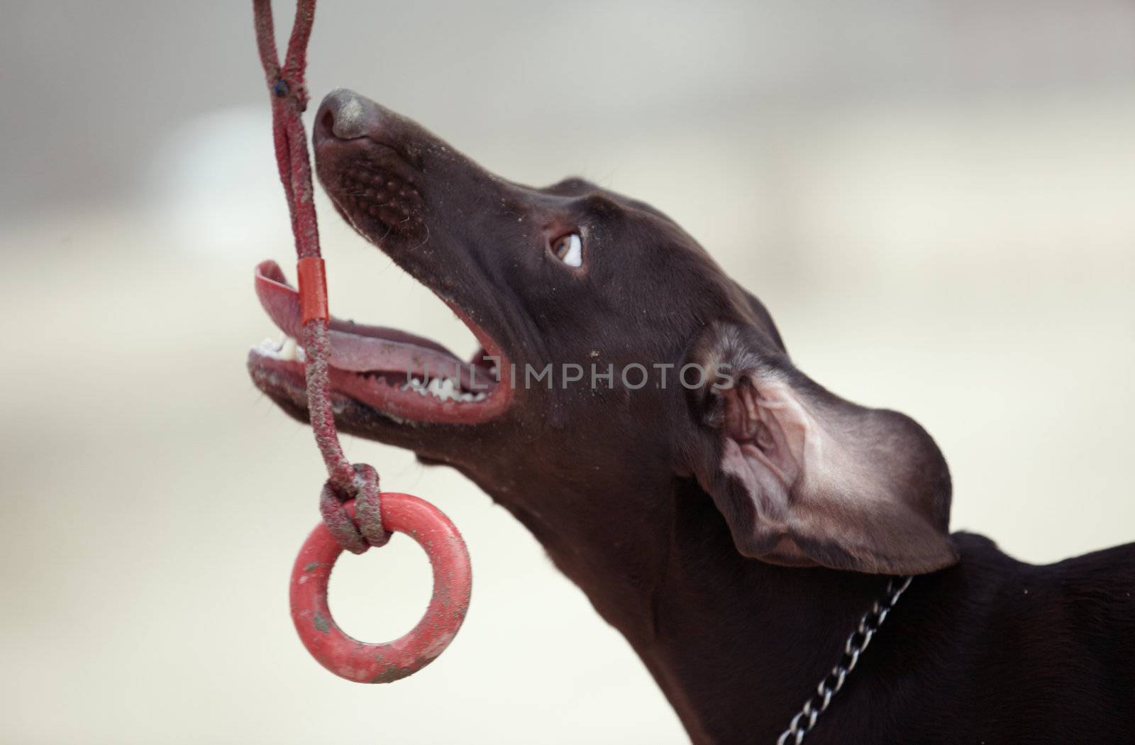 Young brown dog playing with rubber toy outdoors. Natural light and colors