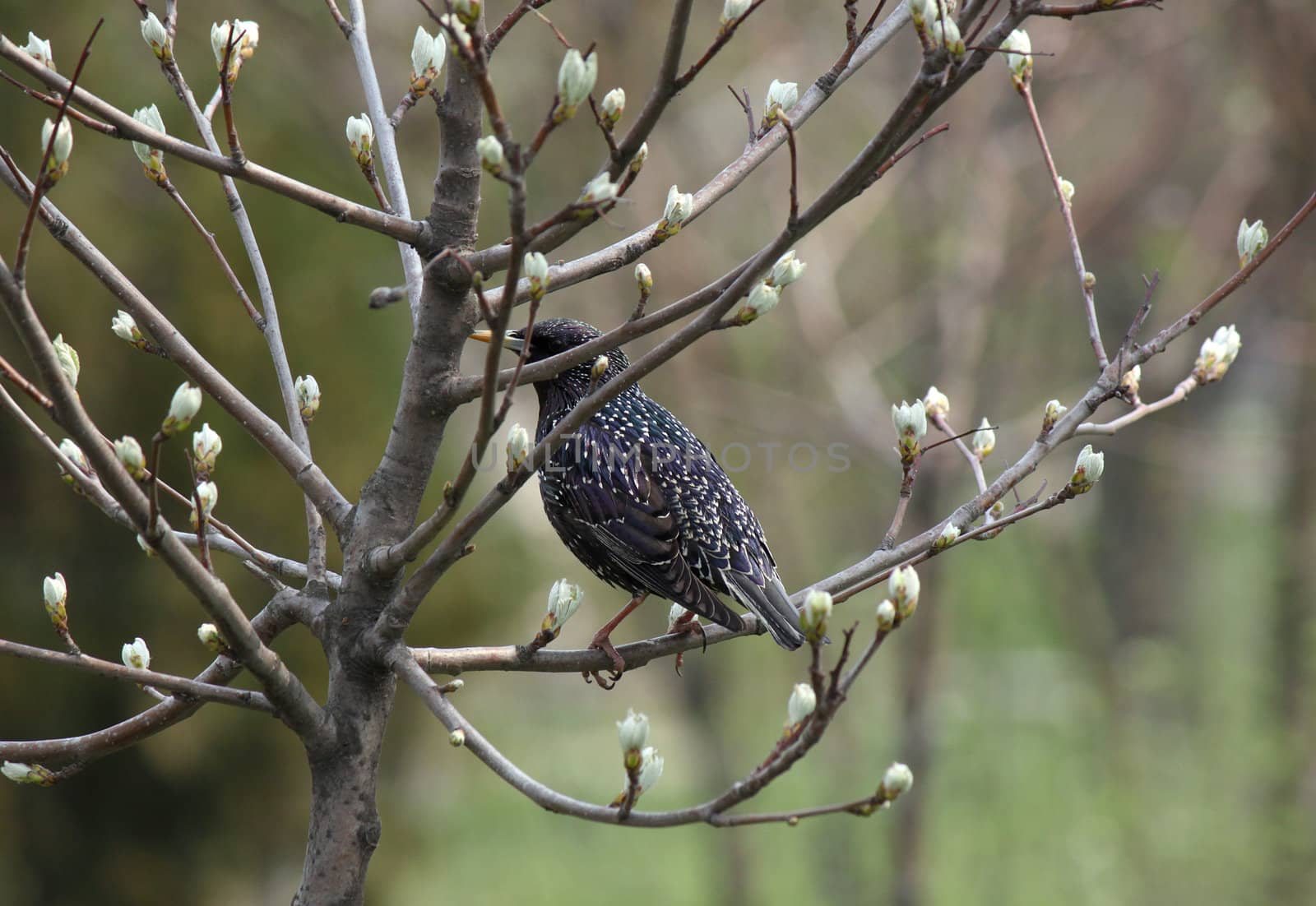 starling sitting on branch of tree at spring