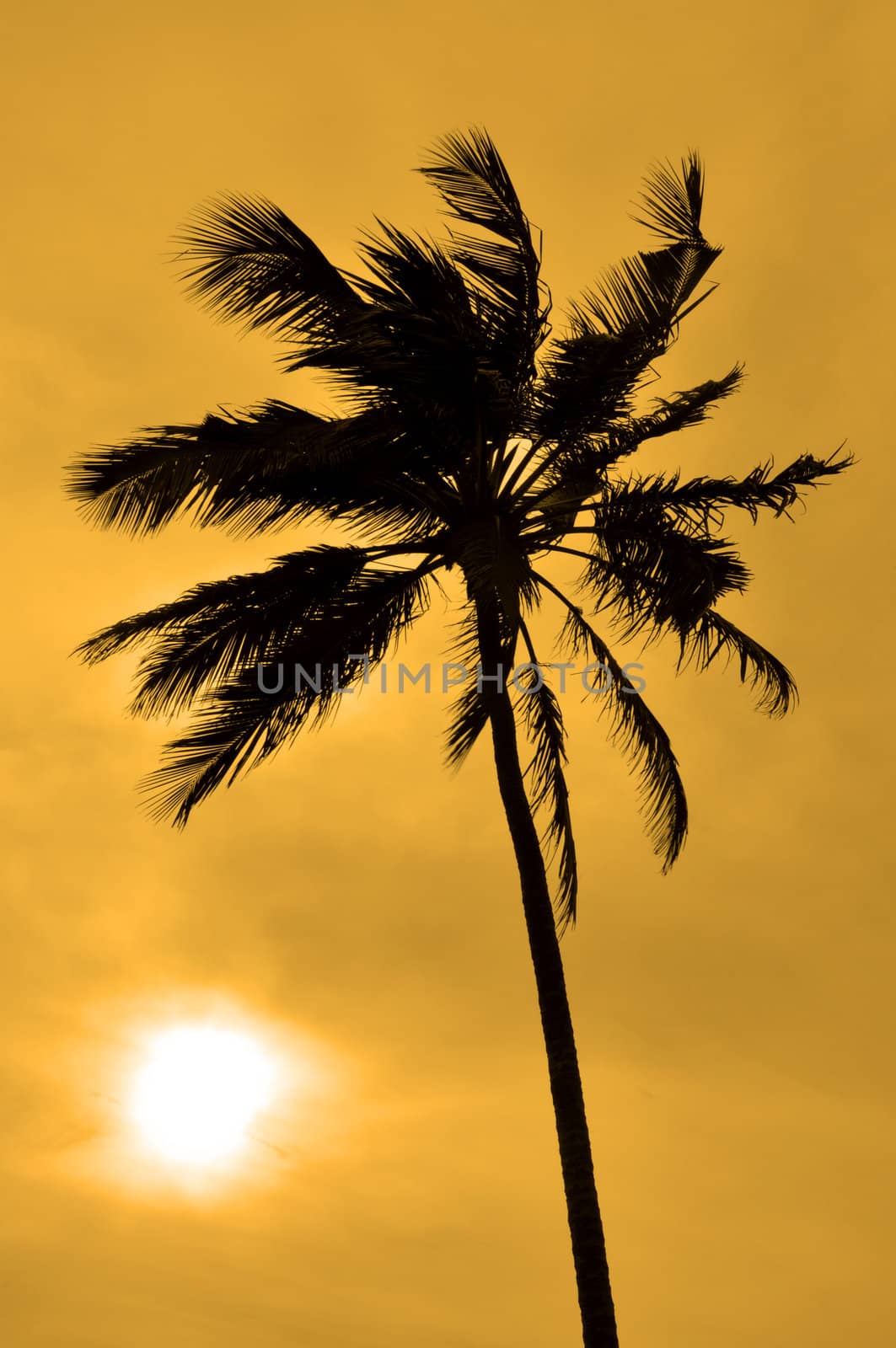 The Silhouette of a Palm tree against the sun on a windy day